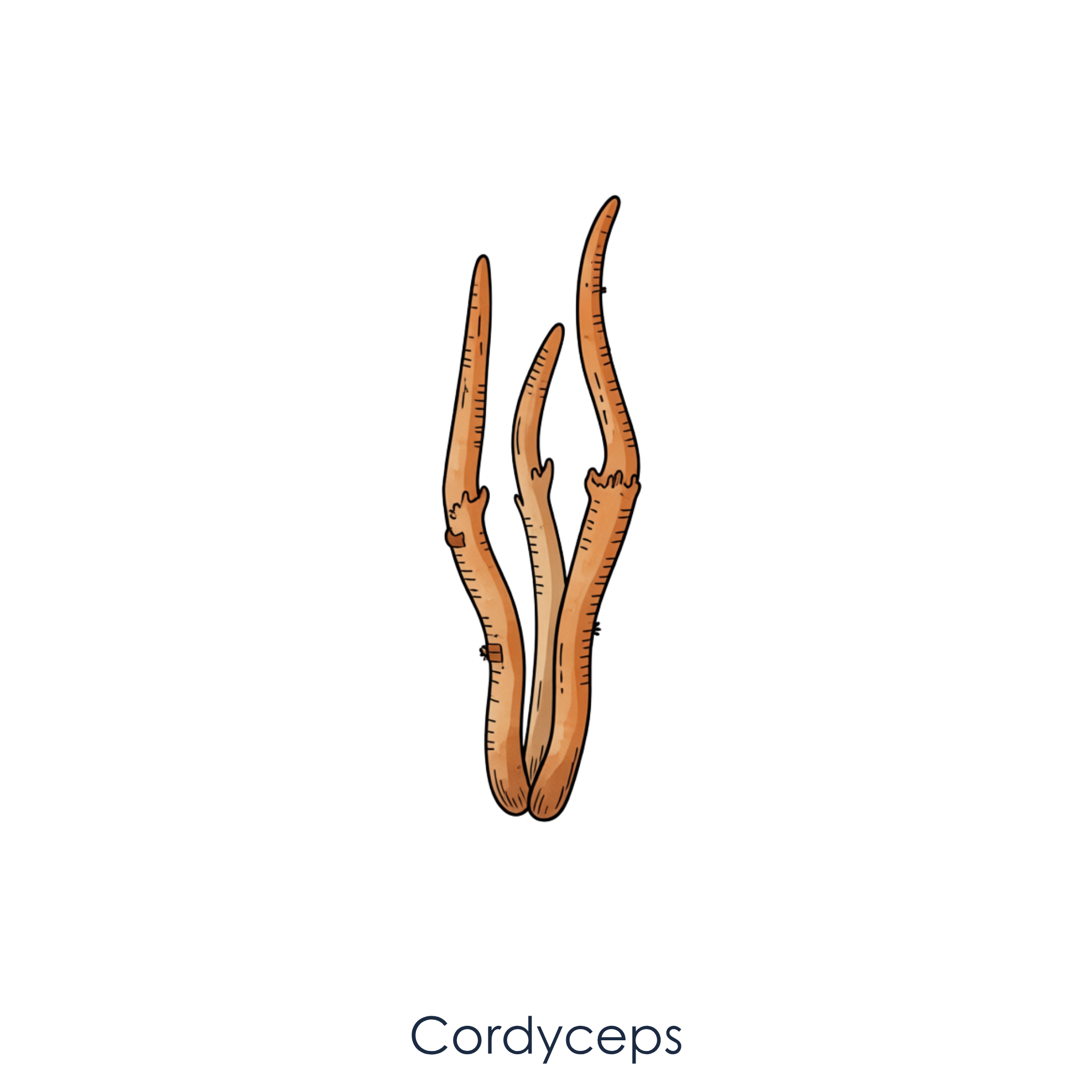 Cordyceps Mushroom.png