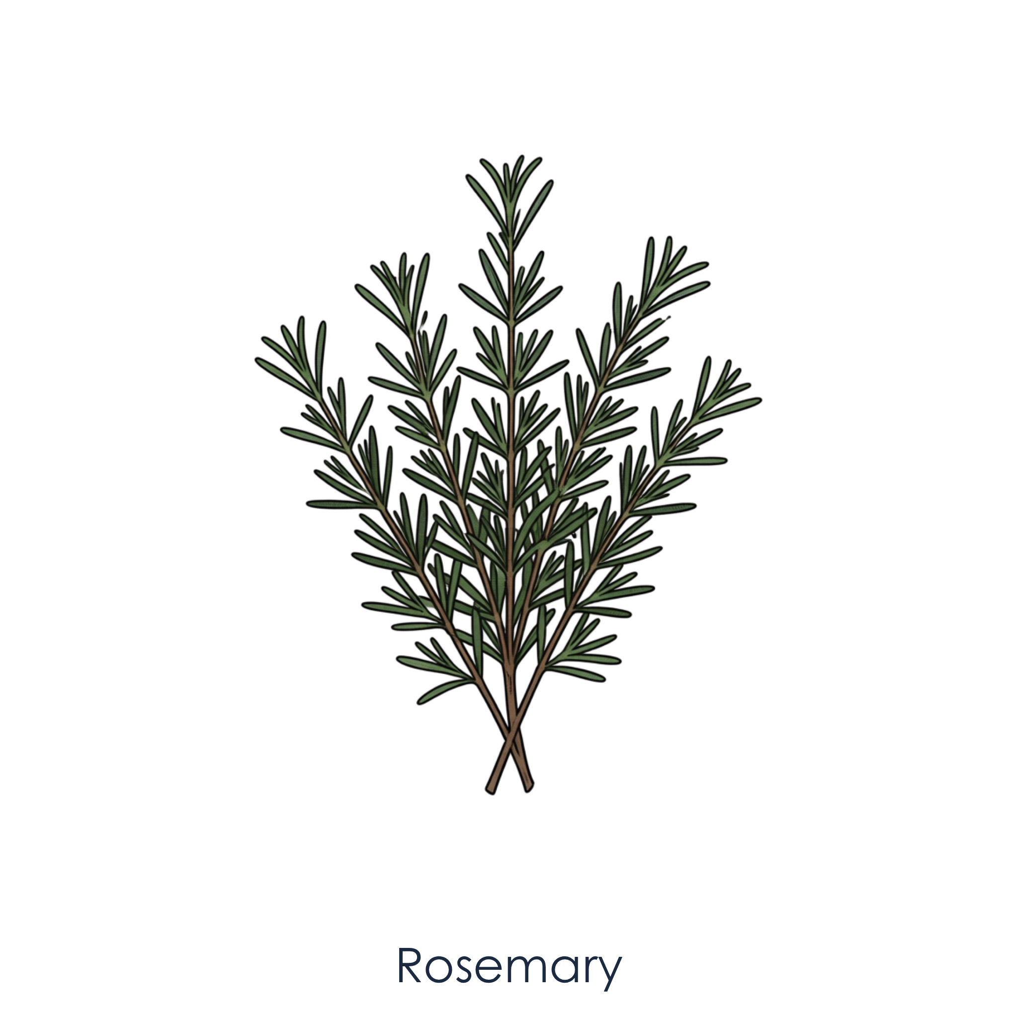 Rosemary.png