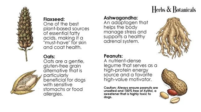 A chart with images and descriptions of herbs and nuts. The chart features an image of a flaxseed plant, a sheaf of oats, a root of ashwagandha, and a peanut. The descriptions highlight the health benefits of each item, including flaxseed's essential fatty acids, oats' gentle grain quality, ashwagandha's stress management support, and peanuts' high-protein energy source. There is a caution note about peanuts being potentially toxic if sweetened with xylitol.