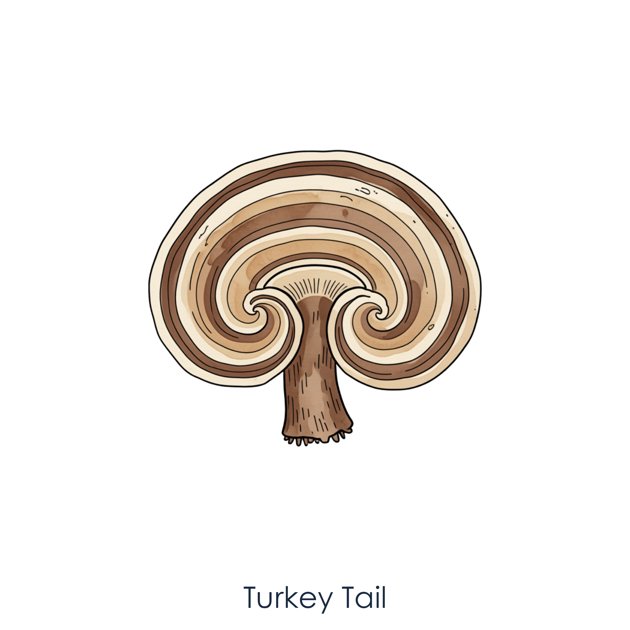 Turkey Tail Mushroom.png