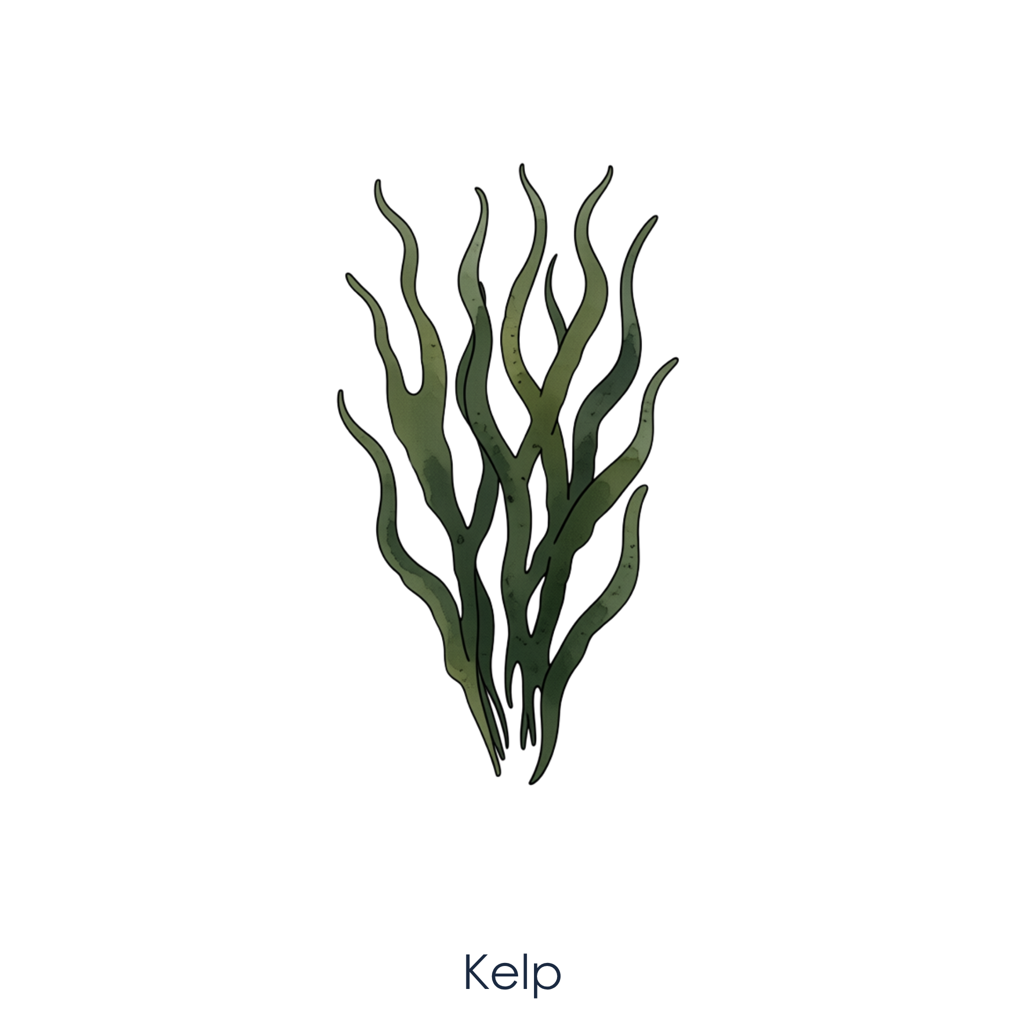 Kelp.png