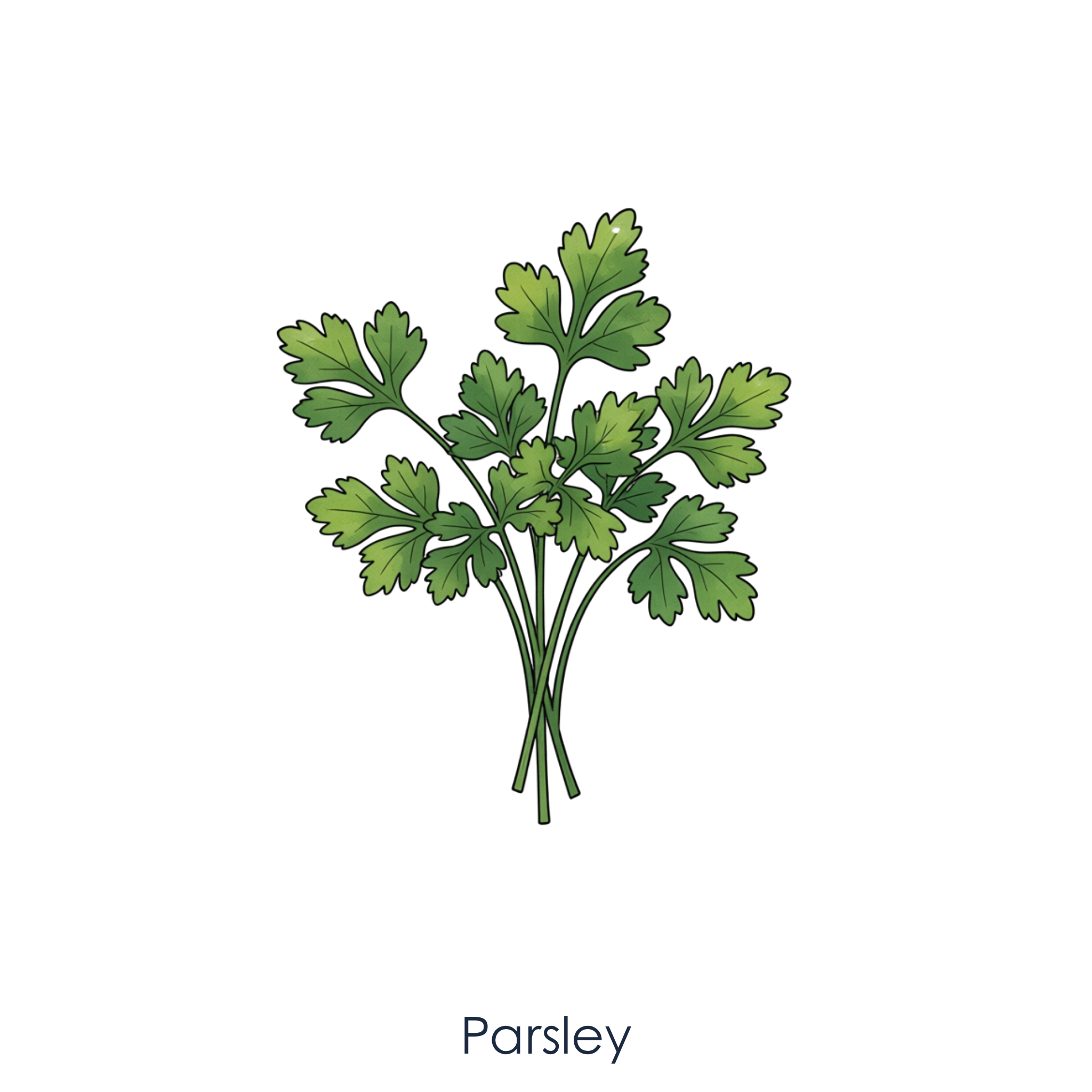 Parsley.png