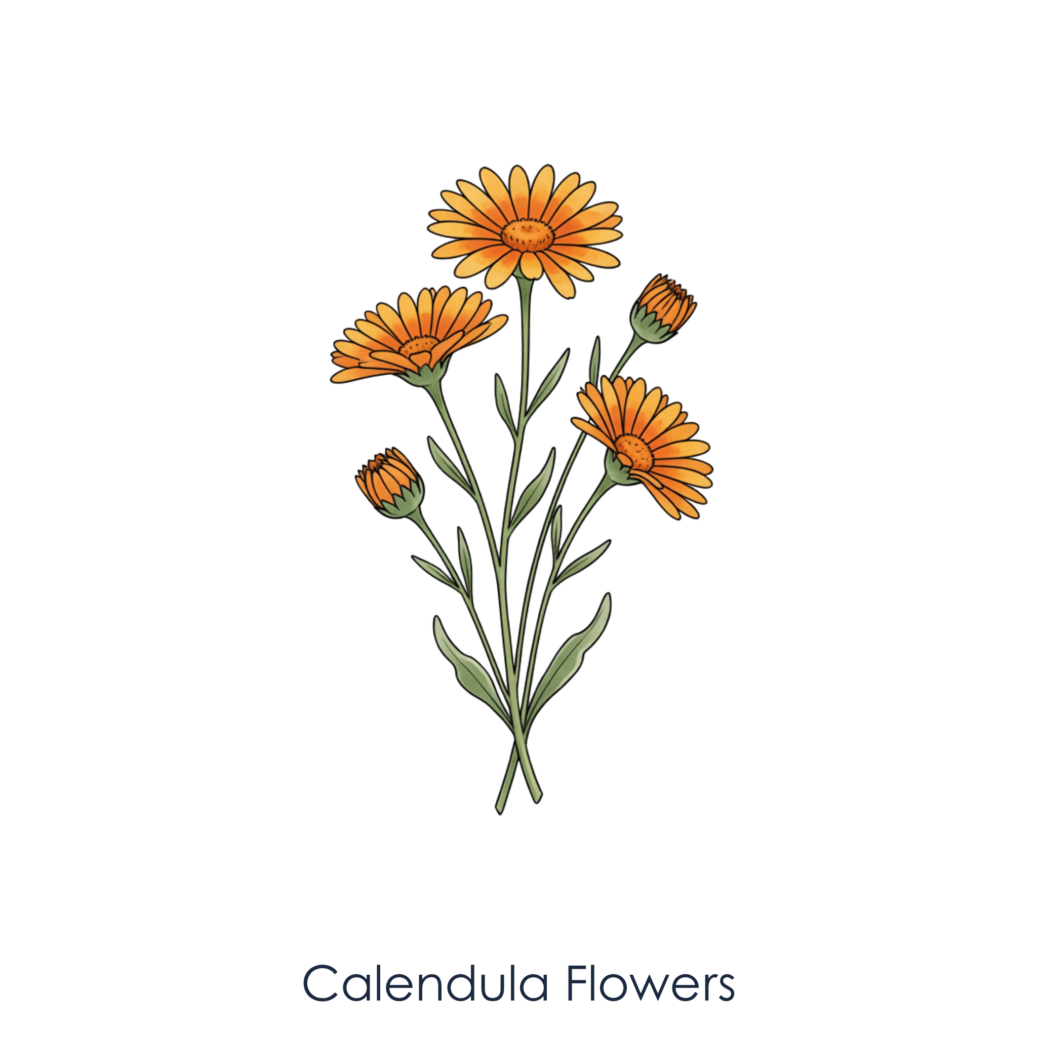 Calendula Flowers.png
