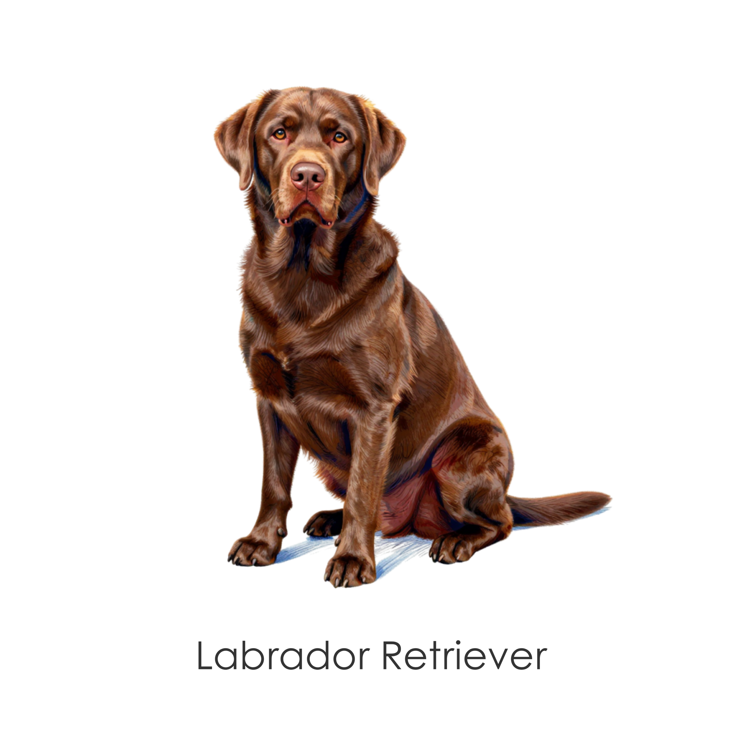 Labrador Retriever.png