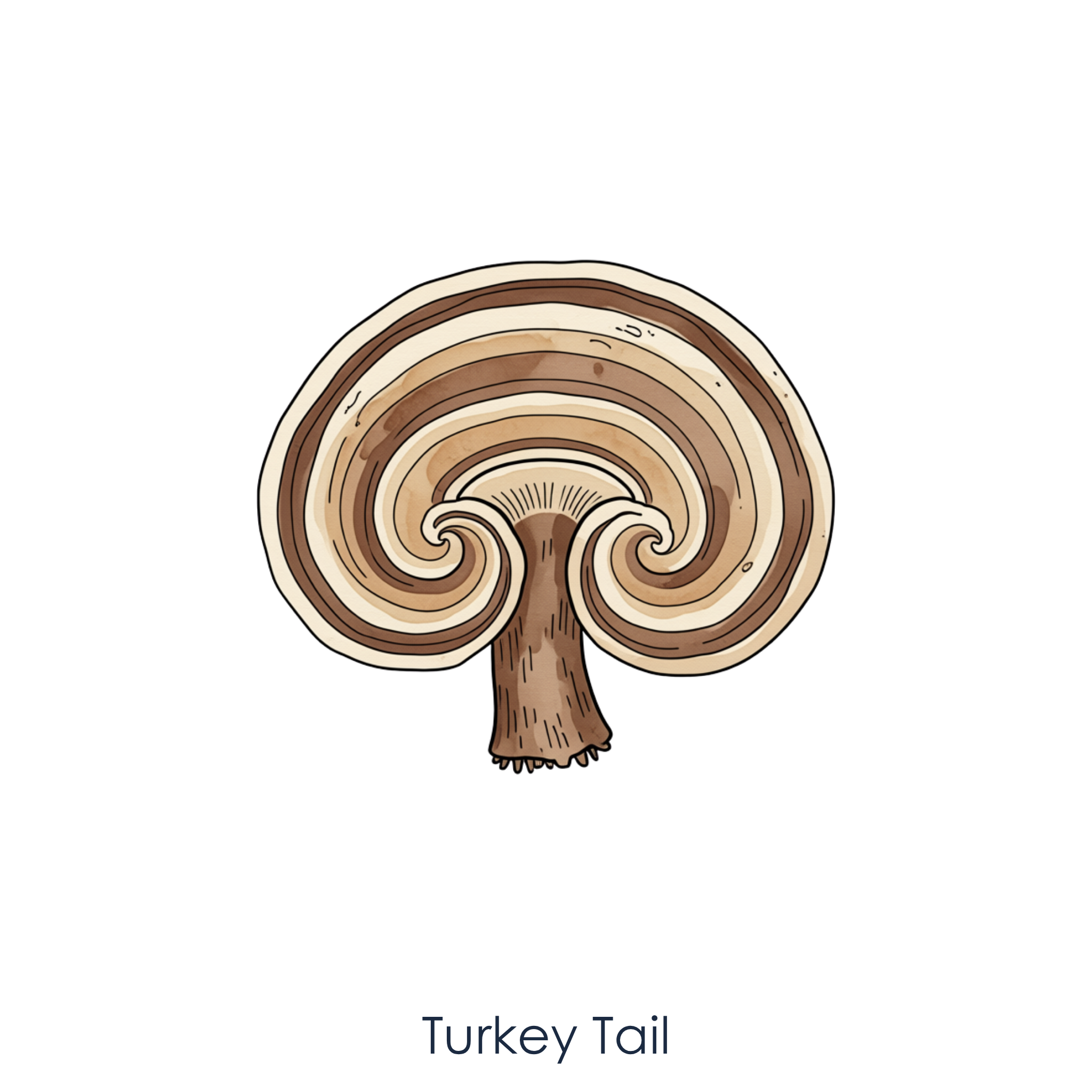 Turkey Tail Mushroom.png