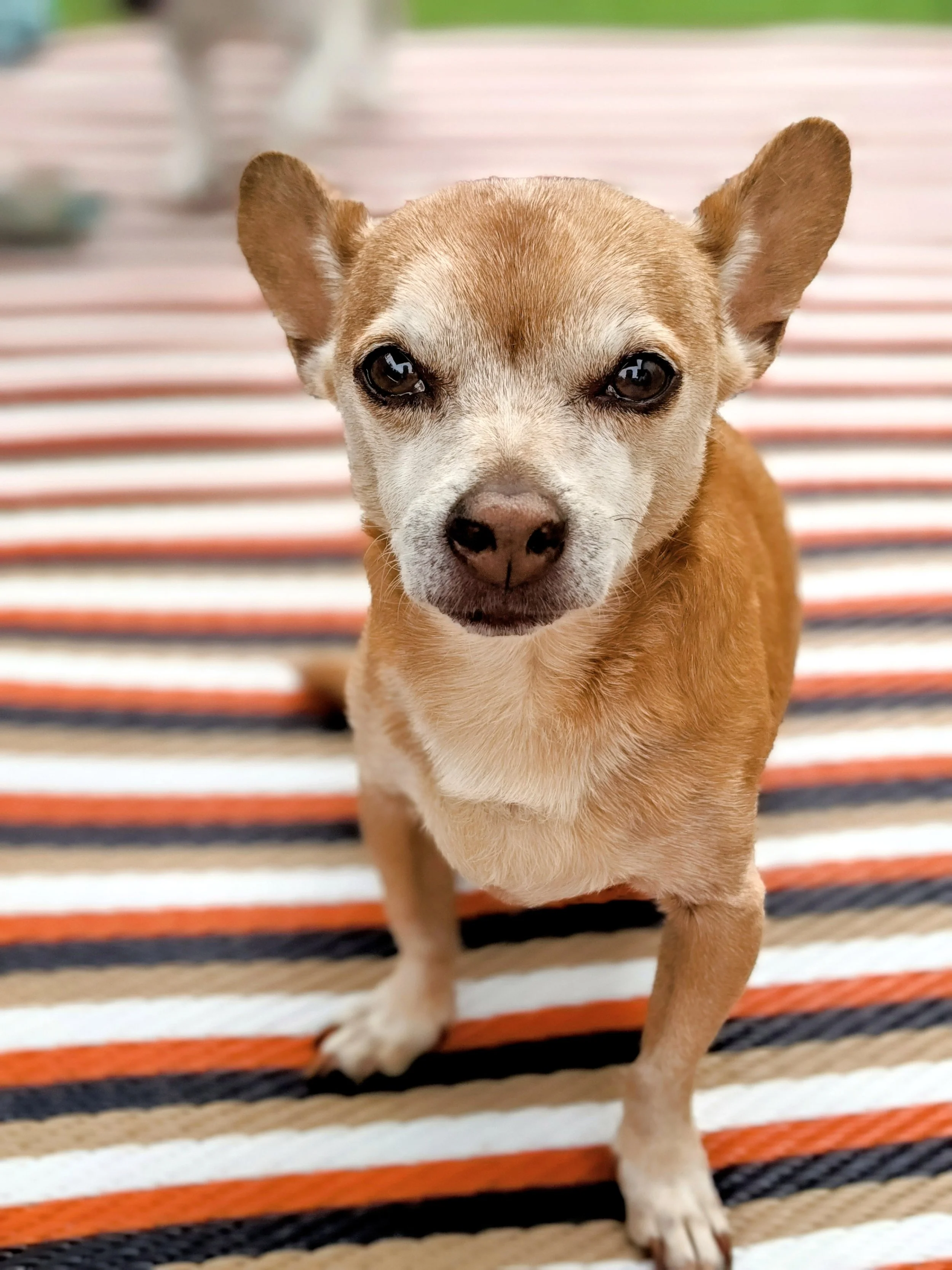 CHESTERS LIFESTYLE PRADA PENELOPE (18).jpg