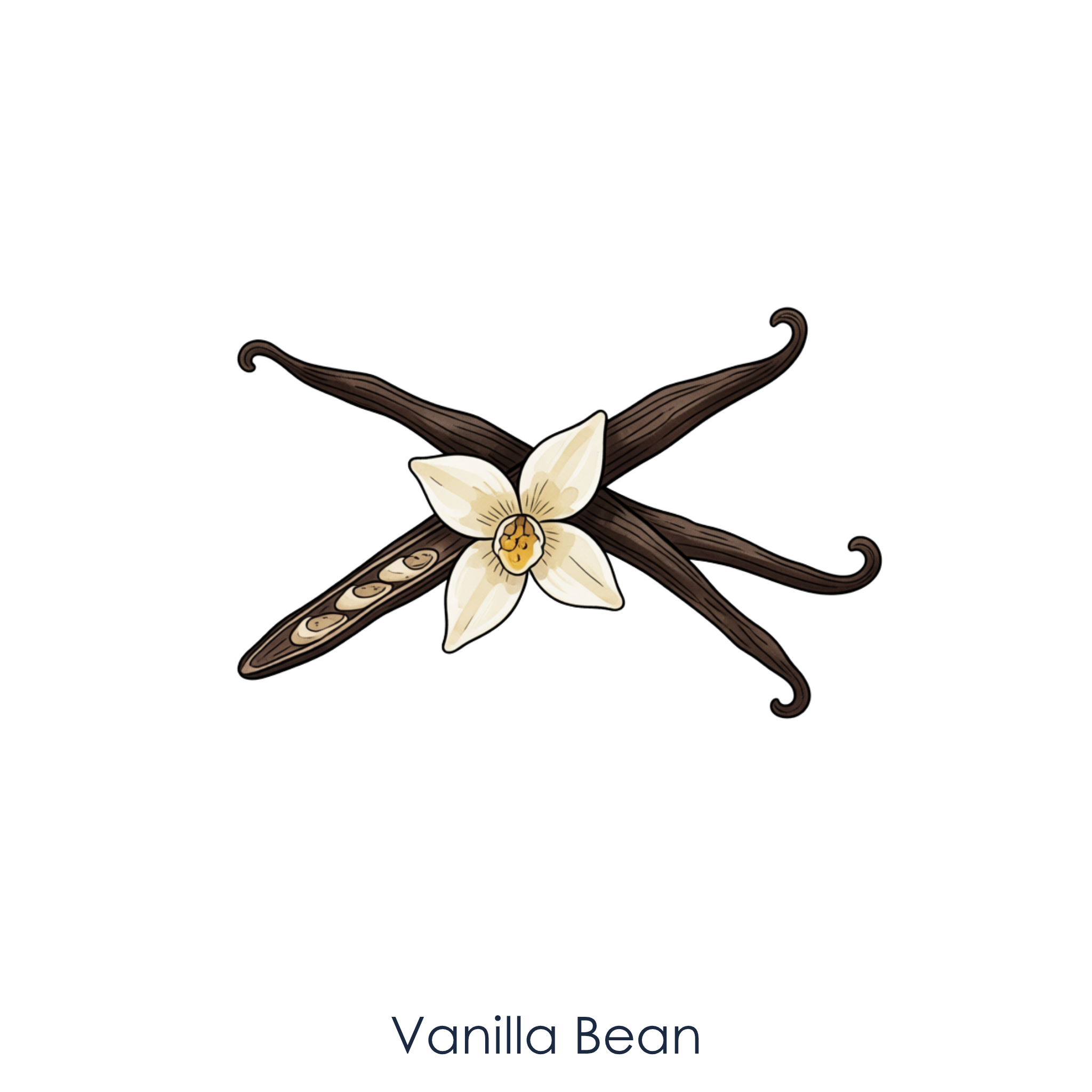 Vanilla Bean.png