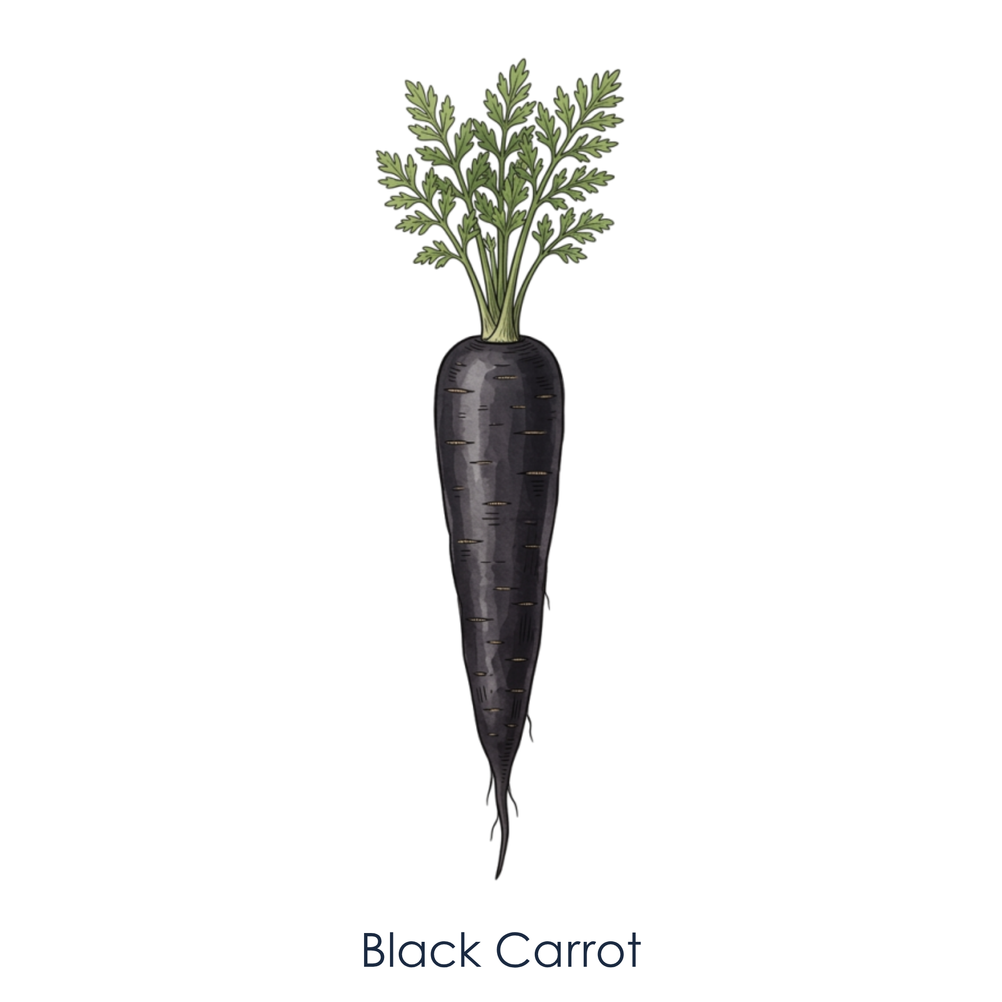 Black carrot.png