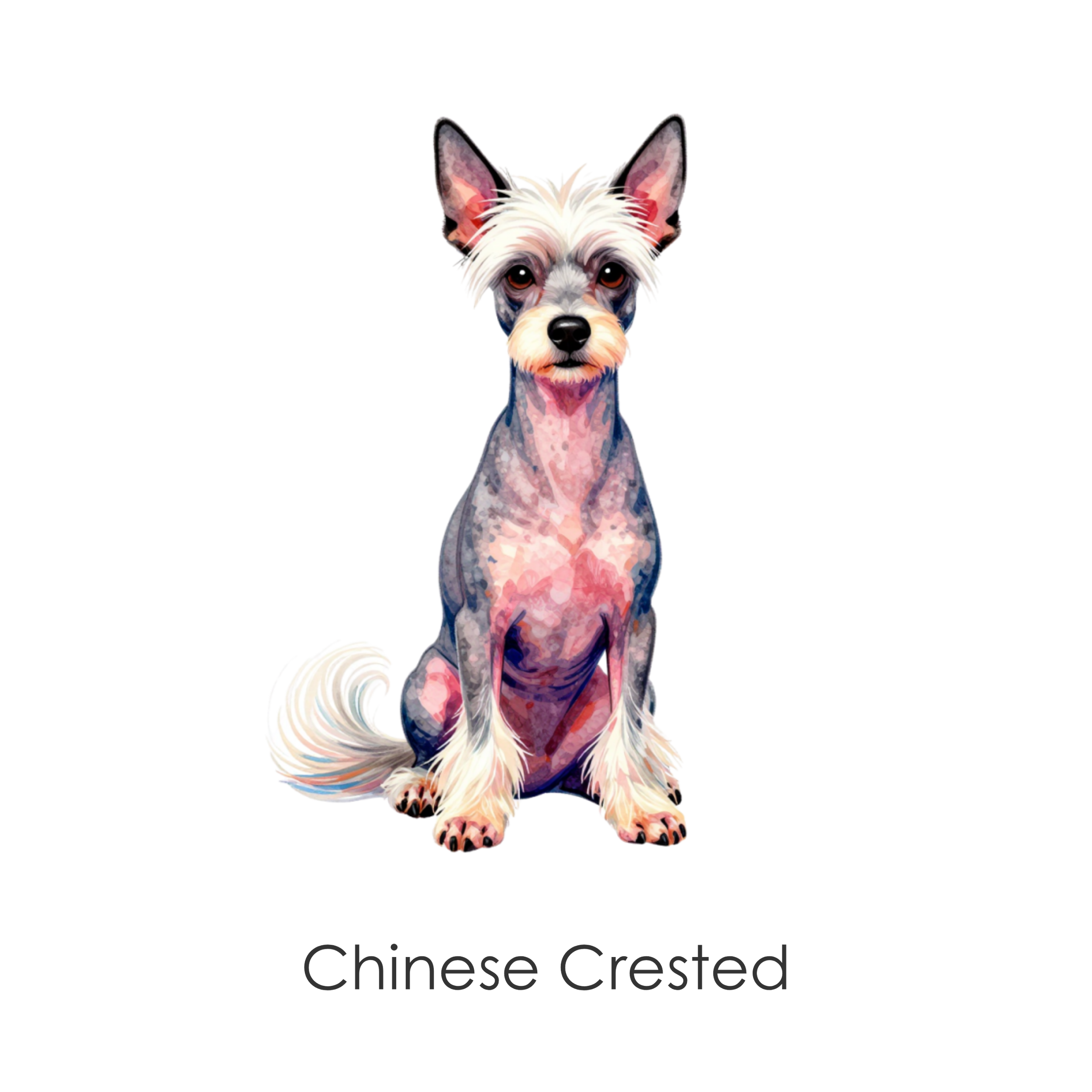 Chinese Crested.png