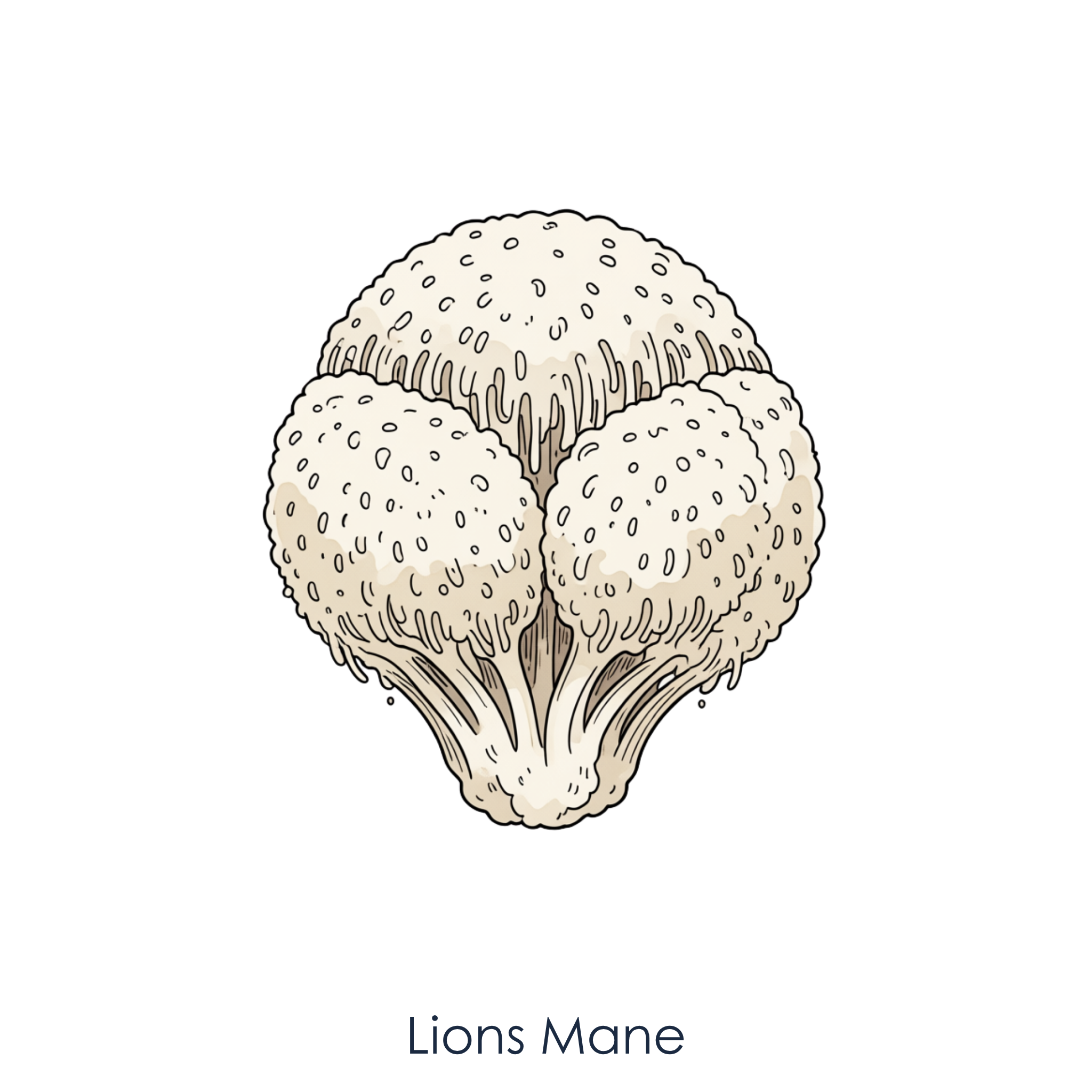 Lions Mane Mushroom.png