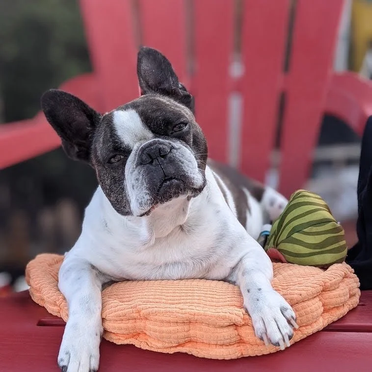 CHESTERS TREATS LIFESTYLE PHOTO GALLERY2022-02-08 at 9.44.54 AM 27.jpg