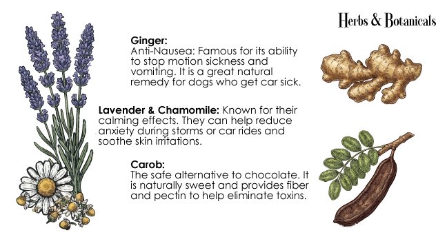 Illustration of herbs and botanicals: lavender with white daisies, ginger root, chamomile flowers, and carob pod, with descriptions of their health benefits.
