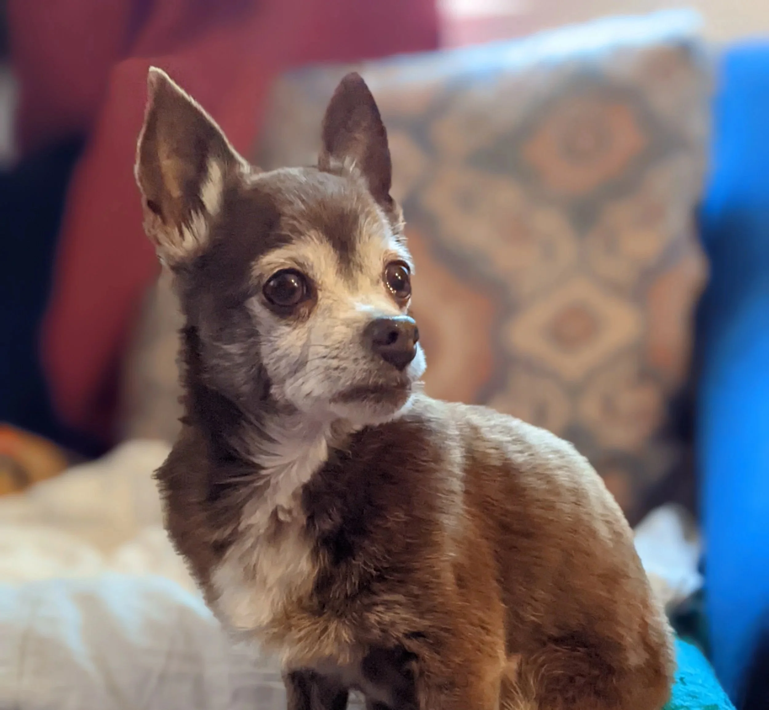 Chesters Sister Penelope (RIP 2026)