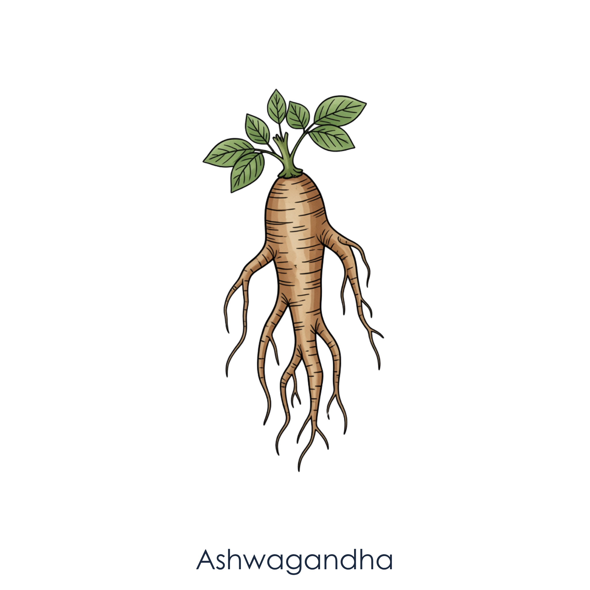 Ashwagandha.png