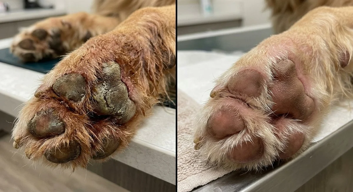 before and after of paw from soak treatment.jpg