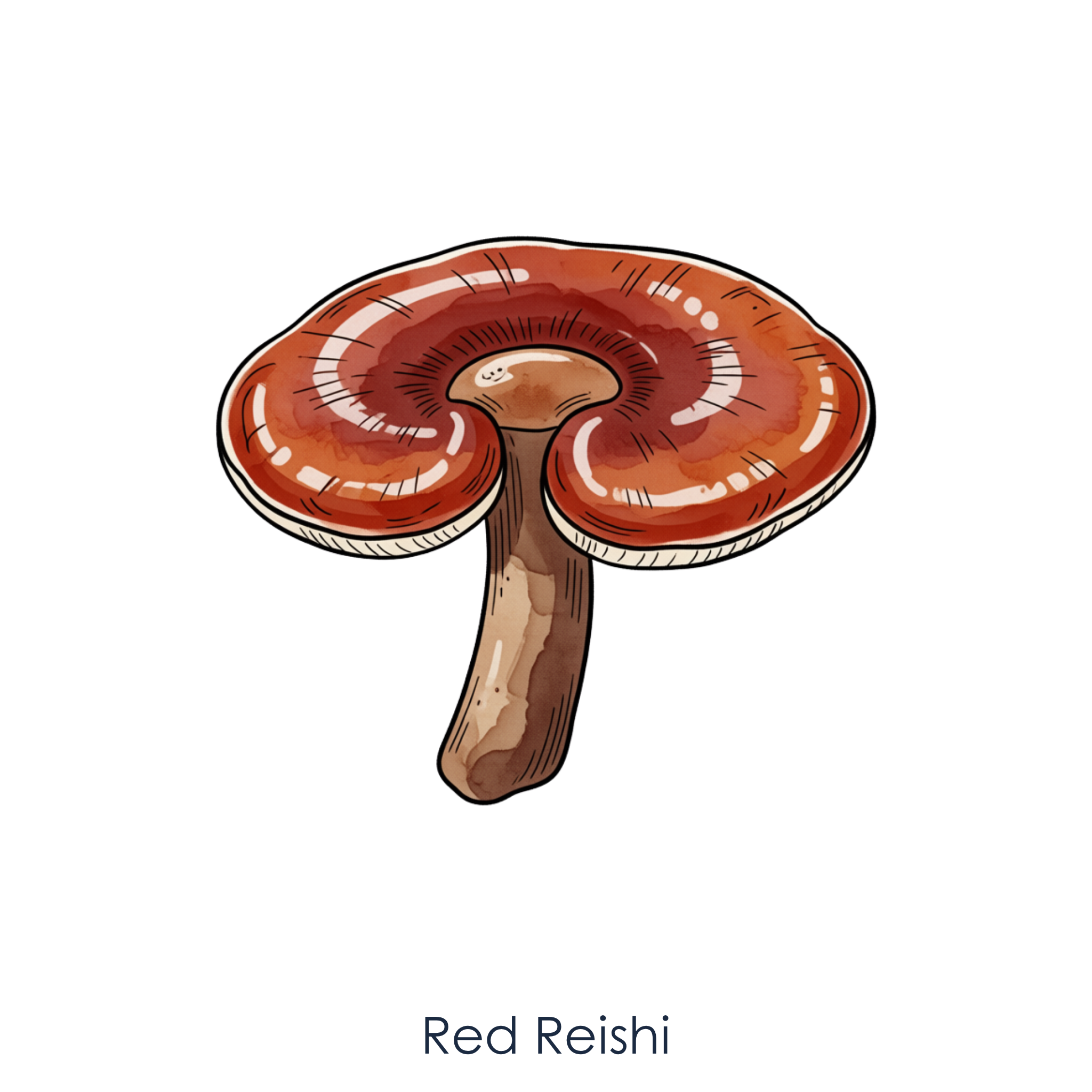 Red Reishi Mushroom.png