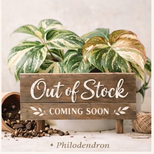 Philodendron Red Anderson