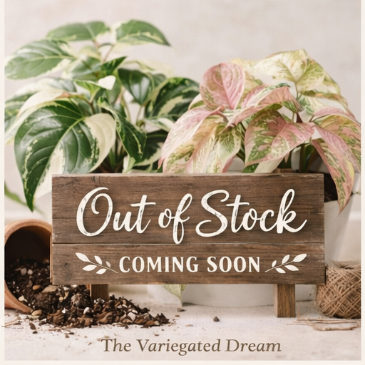 Manjula Pothos (Epipremnum aureum ‘Manjula’)