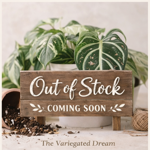 Aglaonema Super White