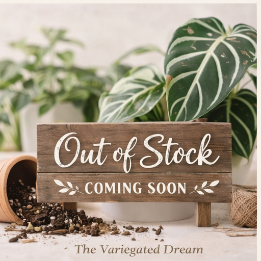 Alocasia Macrochizza Splash