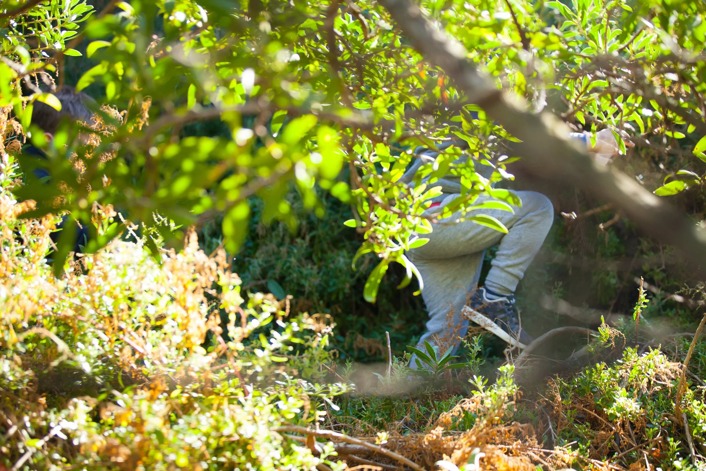 A person wearing grey sweatpants and black sneakers is crouching in a dense, green shrubbery area, partially obscured by foliage and branches.