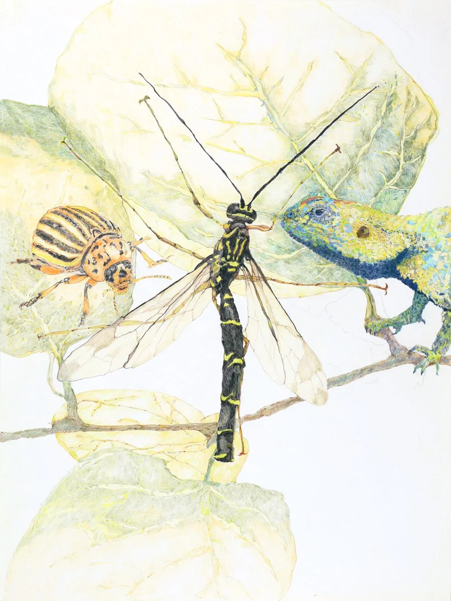 Dragonfly and Friends