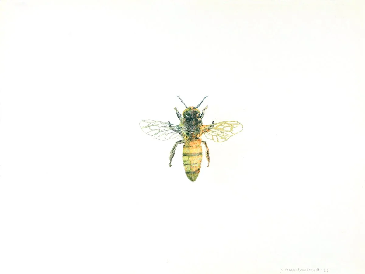 Bee