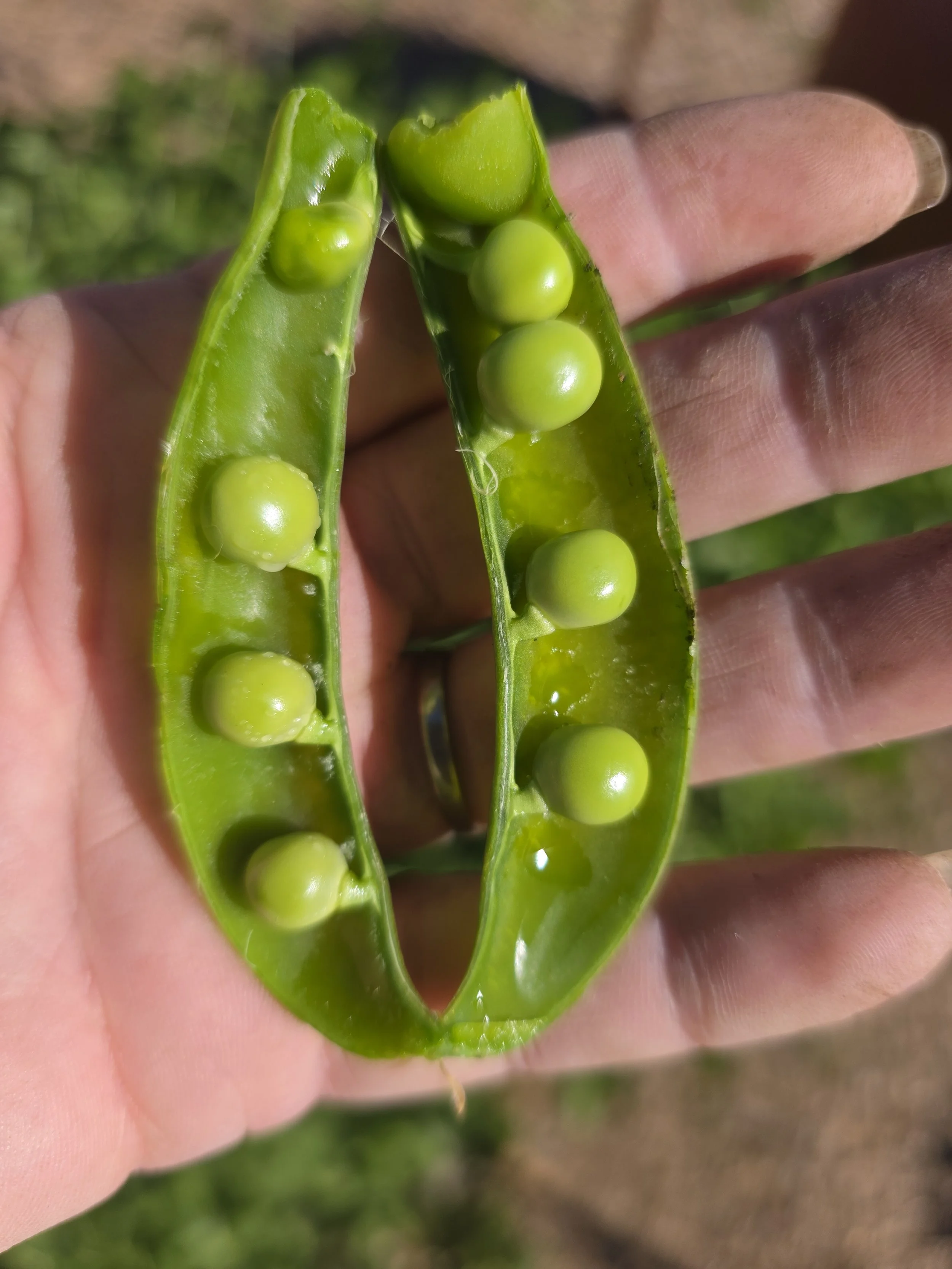 The Real Harvest: What we gain when we grow our own food.