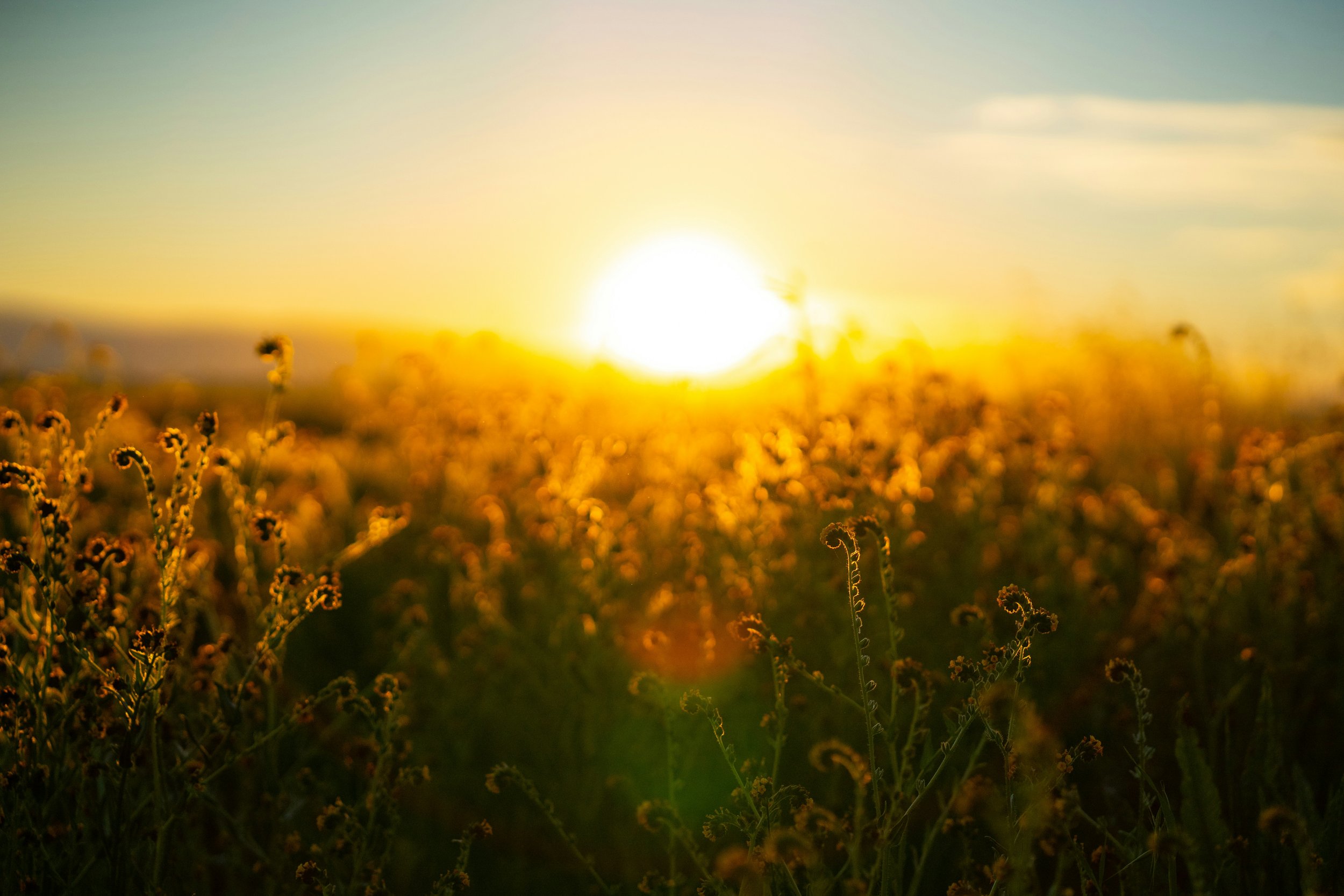 Sunset over a field of tall, curly plants with a soft golden glow.