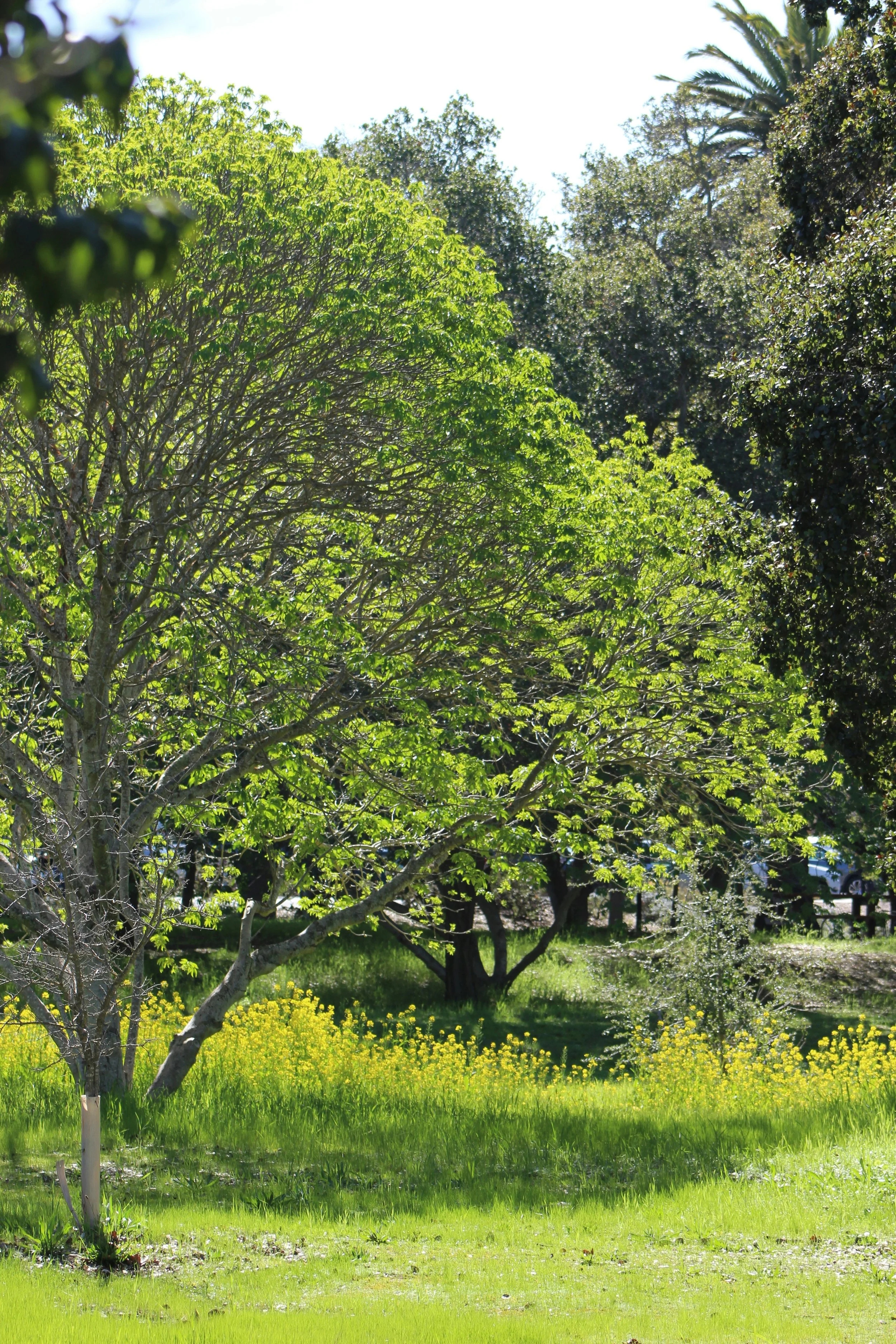 A scenic view of a park with a variety of trees, yellow flowers, and lush green grass on a sunny day.