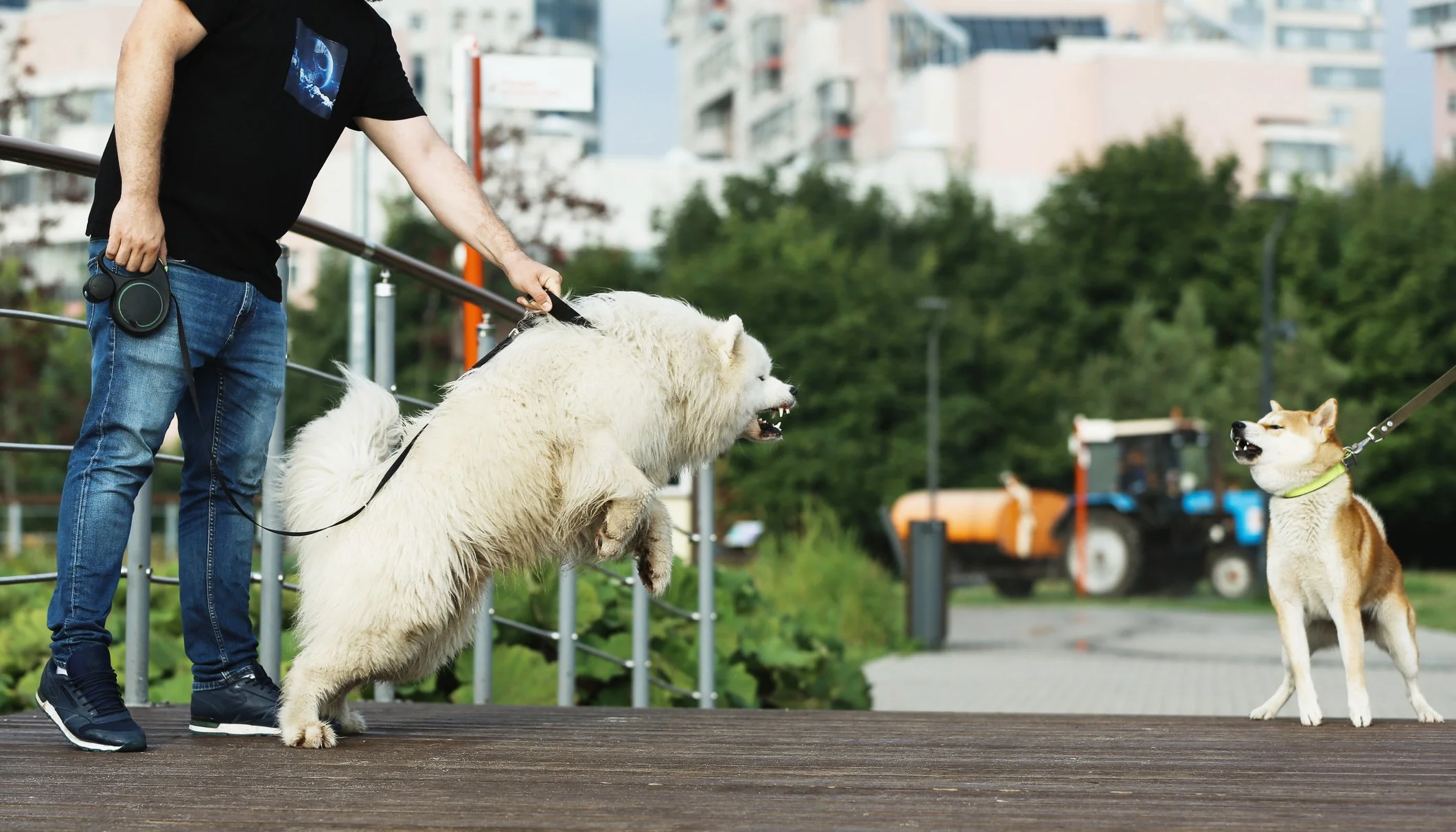 Trail Ready: Evaluating Your Dog's Group Readiness