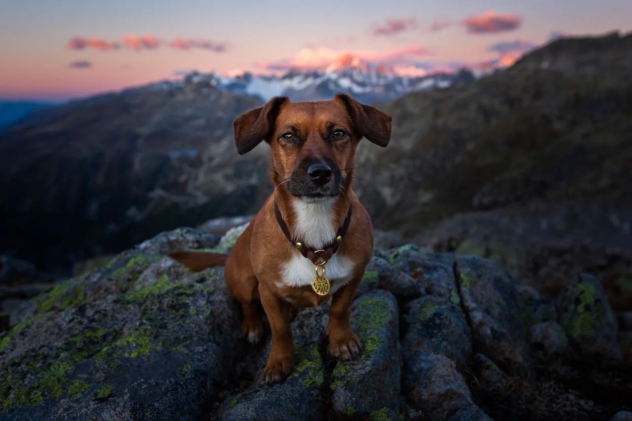 Reactive Dog Adventure Club