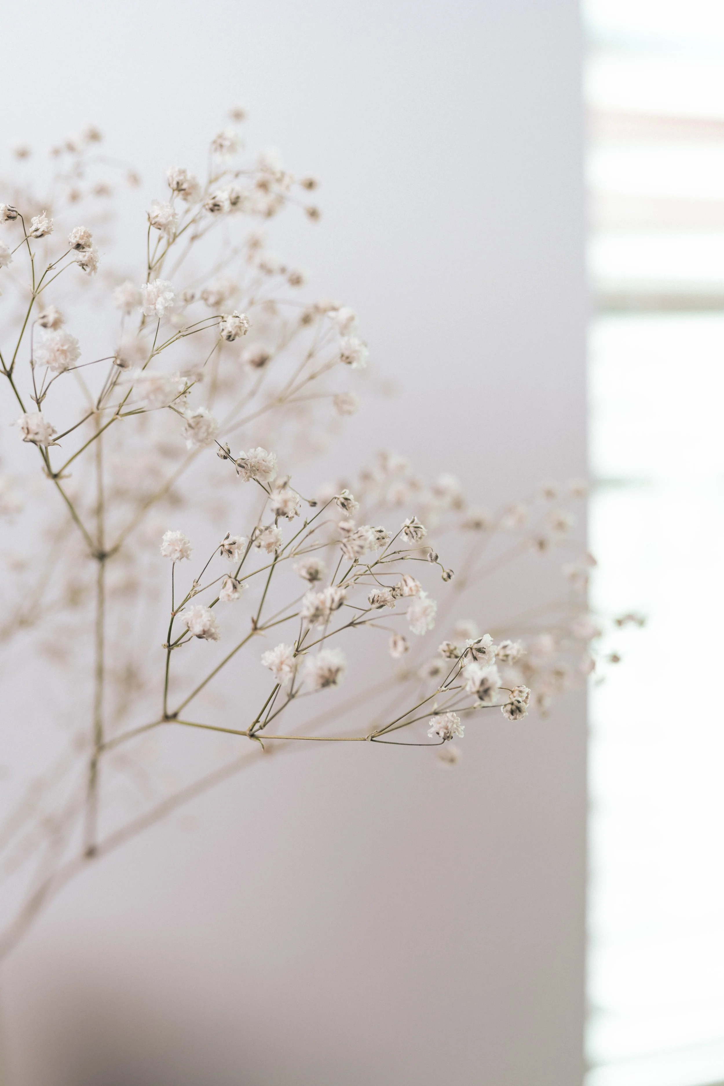 A delicate arrangement of white baby's breath flowers against a soft, minimalistic background with horizontal blinds.