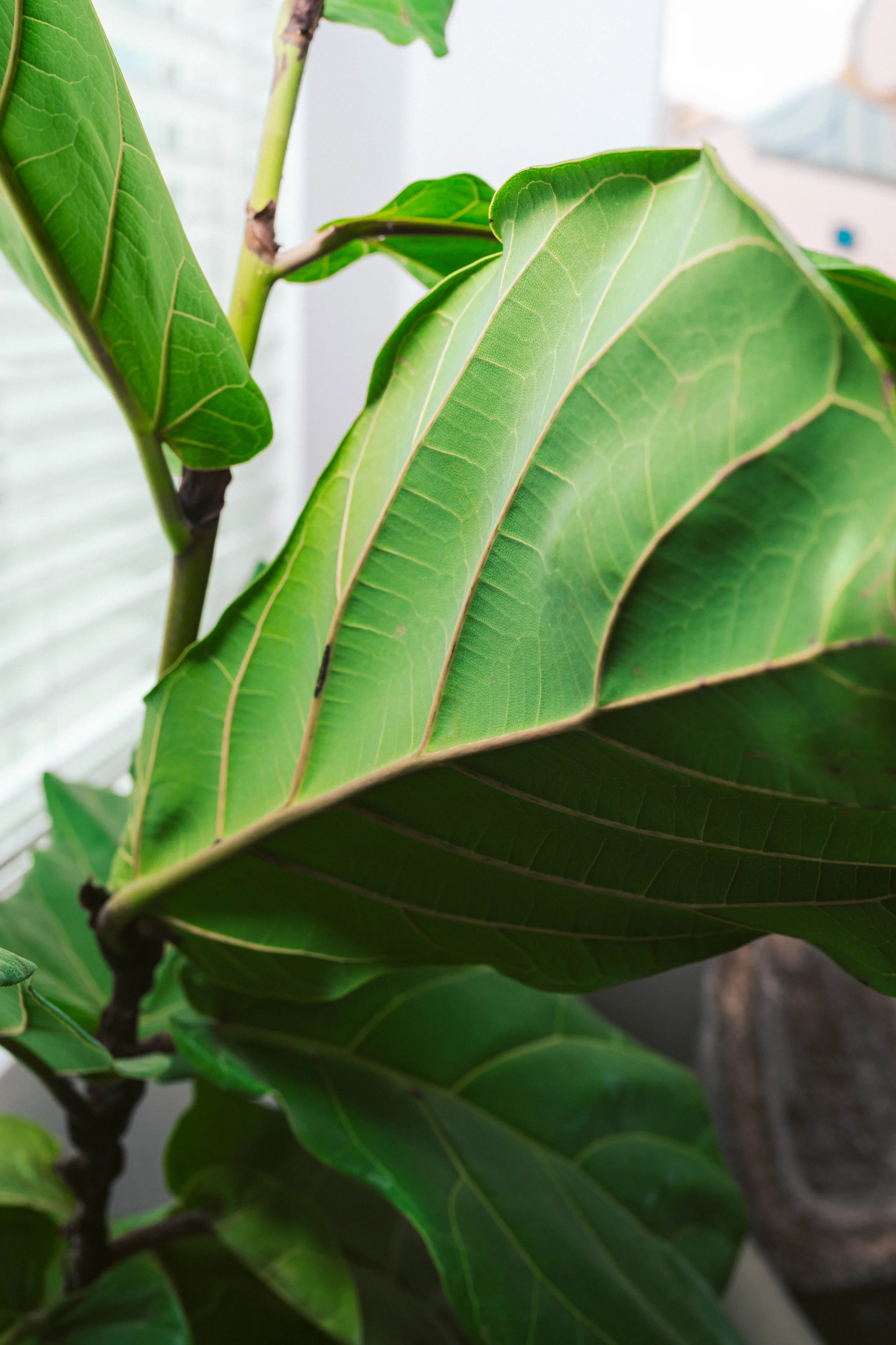Close-up of large green leaves with prominent veins.