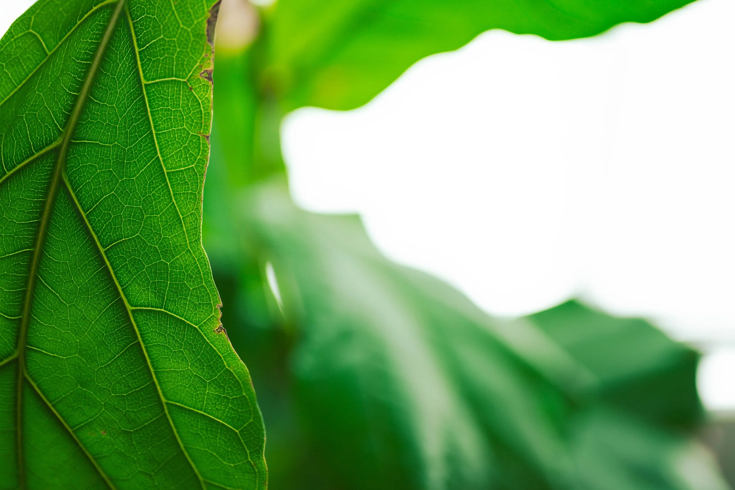 Close-up of a green leaf with detailed veins, with other leaves blurred in the background