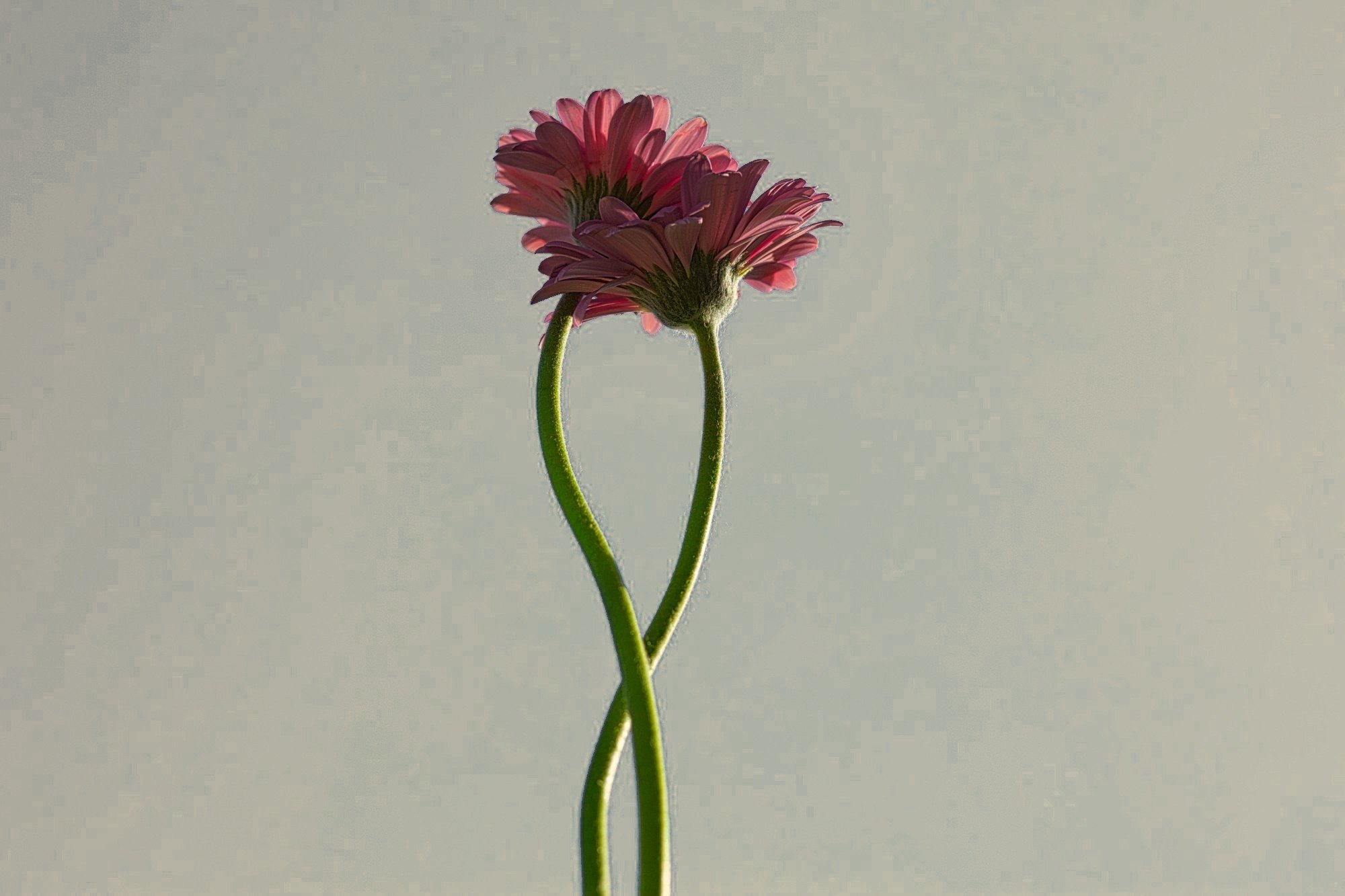 Two pink flowers with curved green stems against a neutral background.