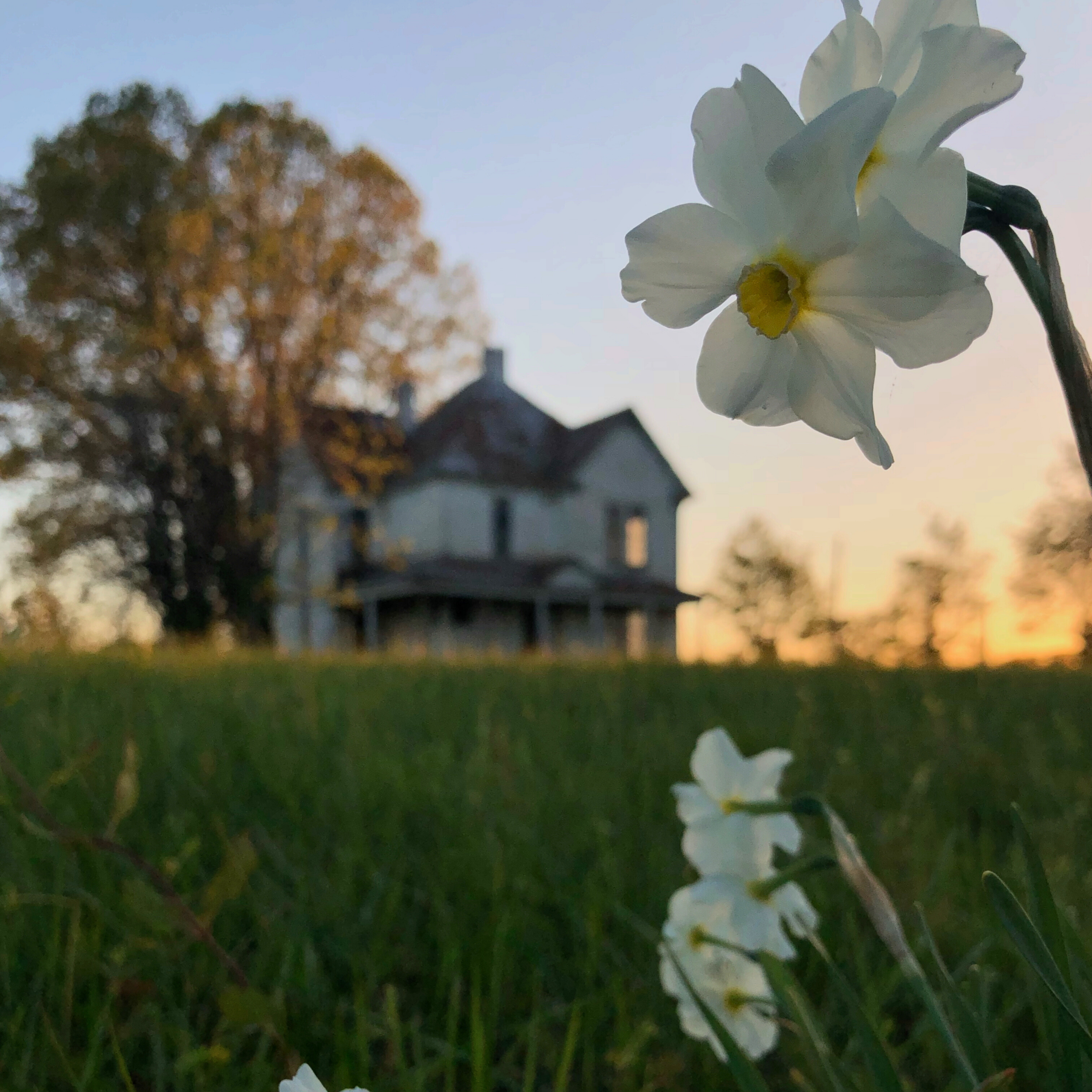 Historic farmhouse in a field with a setting sun, and daffodils in the foreground