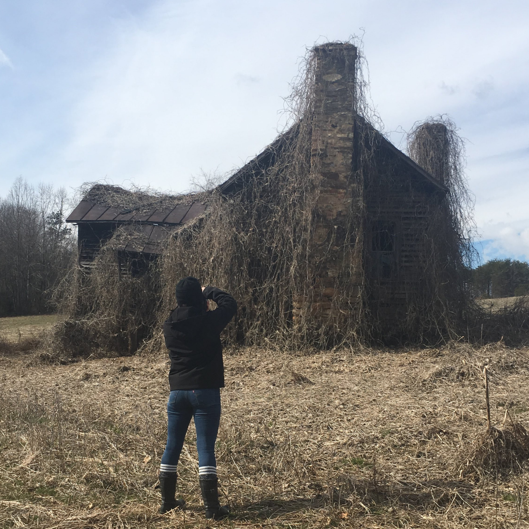 A person taking a photo of an old, abandoned house overgrown with dead vines in a field.