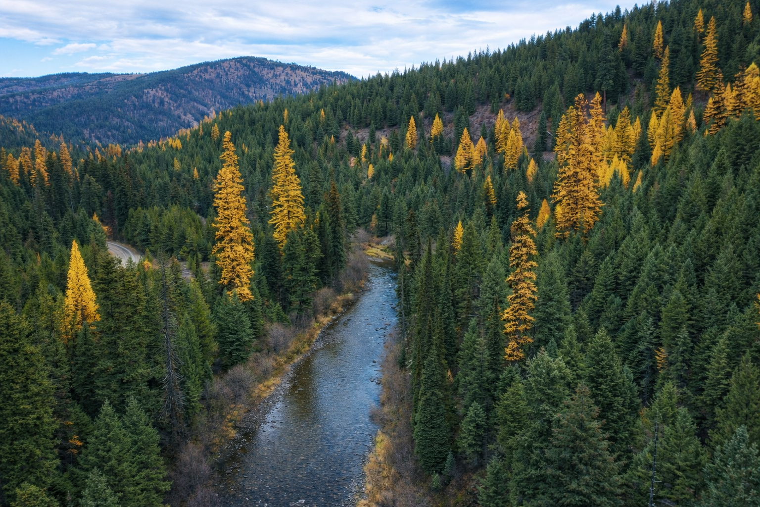A mountain river flowing through a forest with green and yellow pine trees on rolling hills under a cloudy sky.