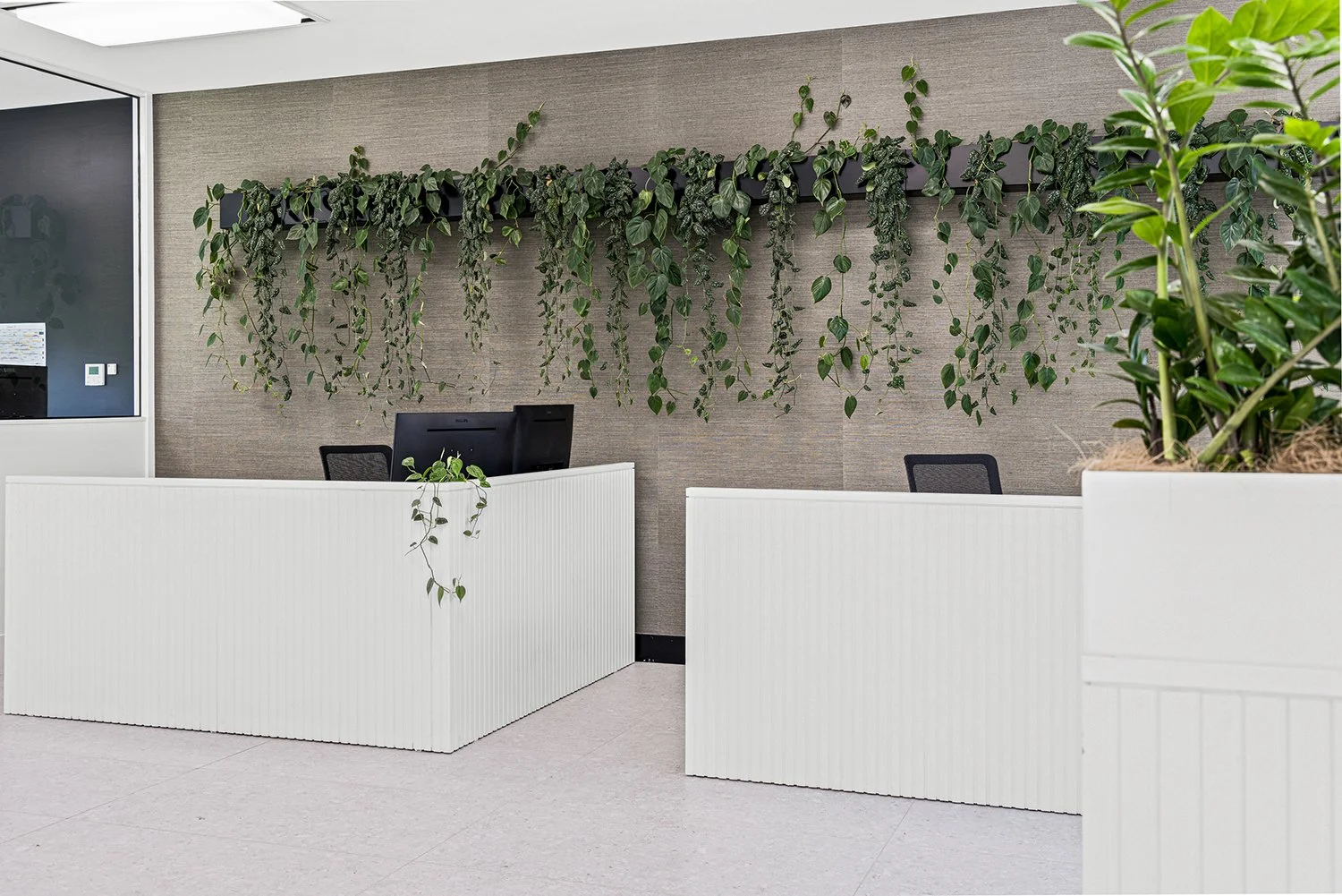 Modern office reception area with white textured desks, green hanging plants on the wall, and potted plants on the desks.