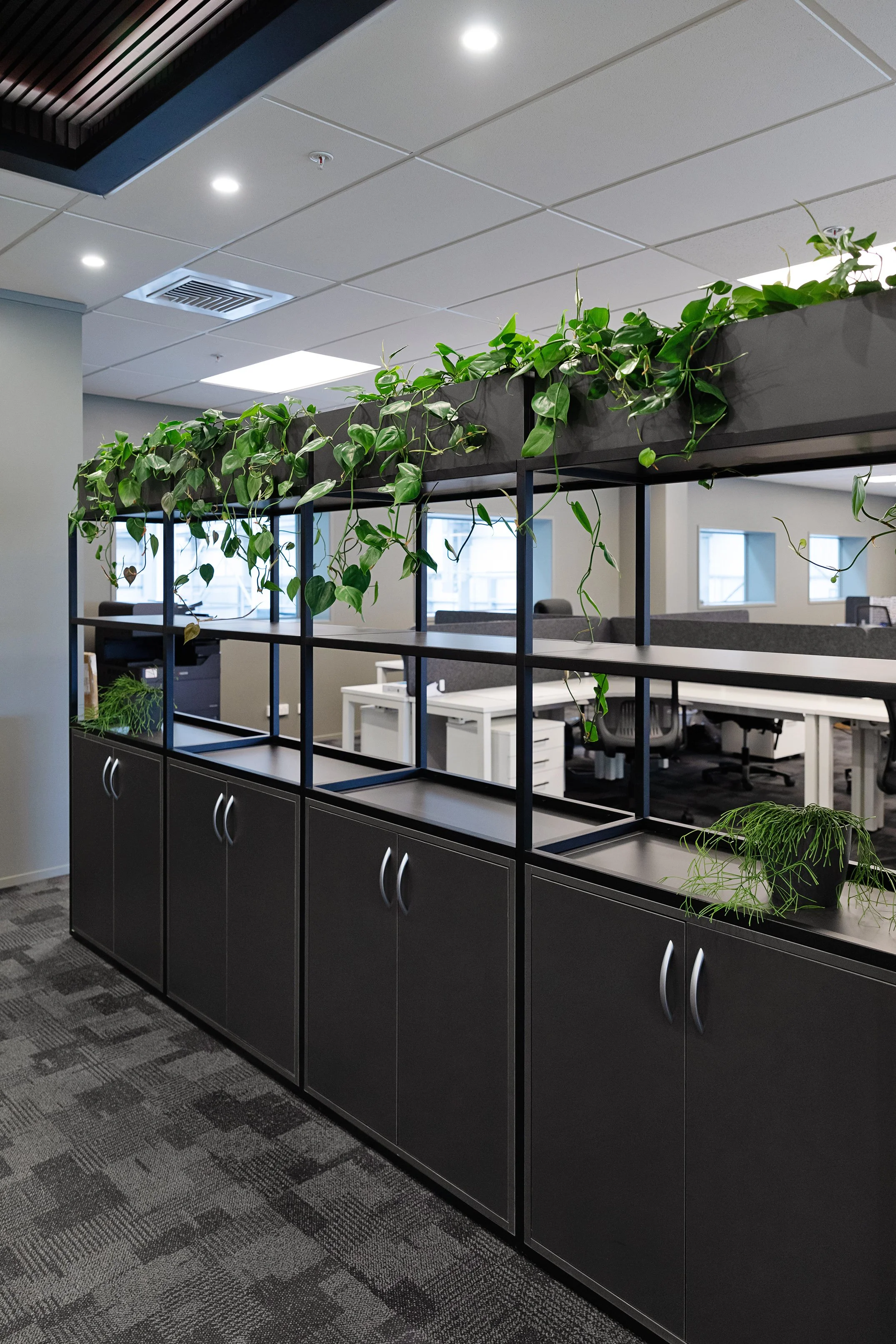 Office cubicle storage with green plants on top, black cabinets with silver handles below, gray carpeted floor, ceiling with recessed lighting and air vent, and windows in the background.