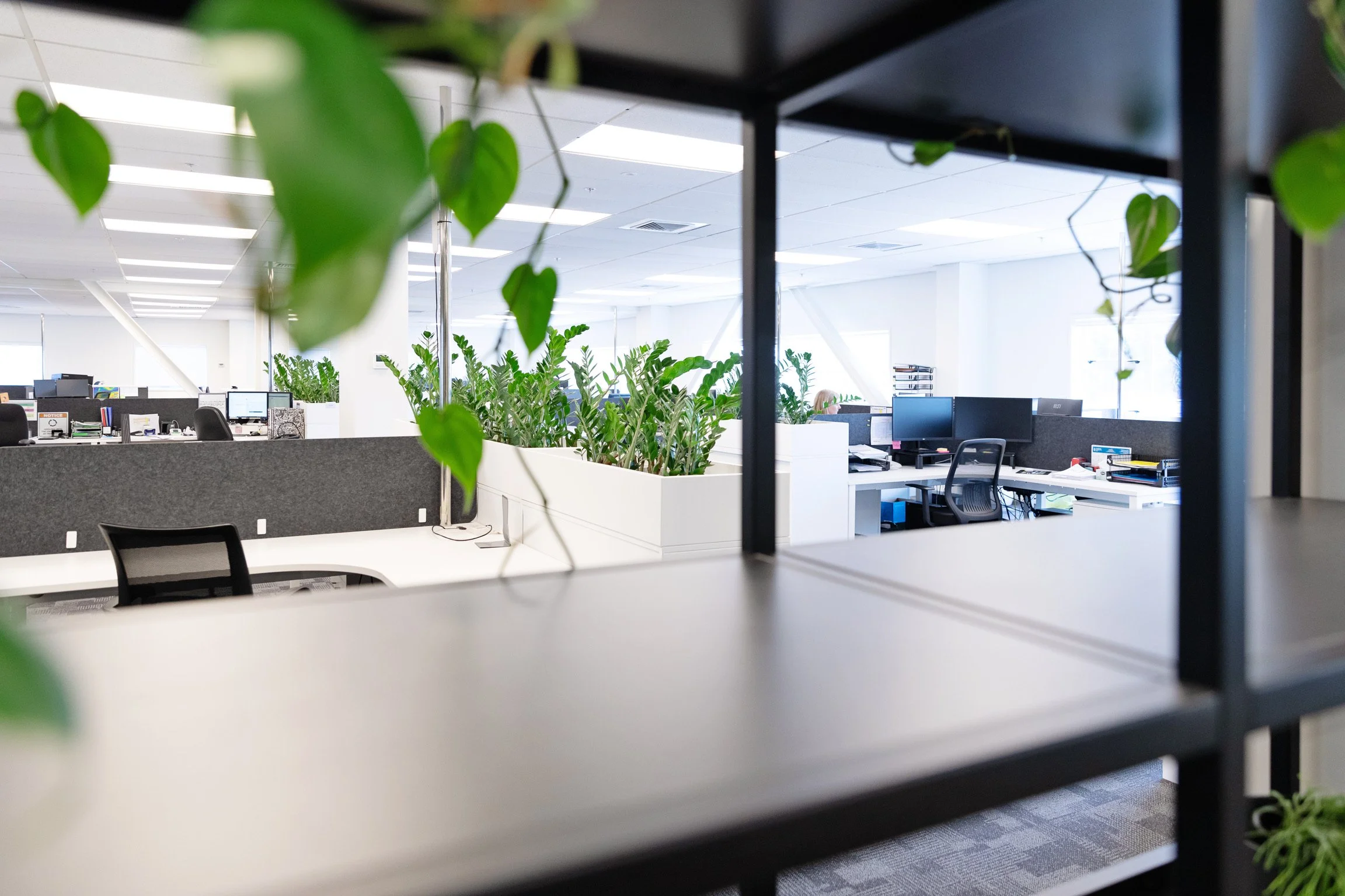 View of an open-plan office with desks, computers, and green plants, seen through black metal framing.