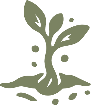 A simple illustration of a small tree or plant growing with some leaves and soil.