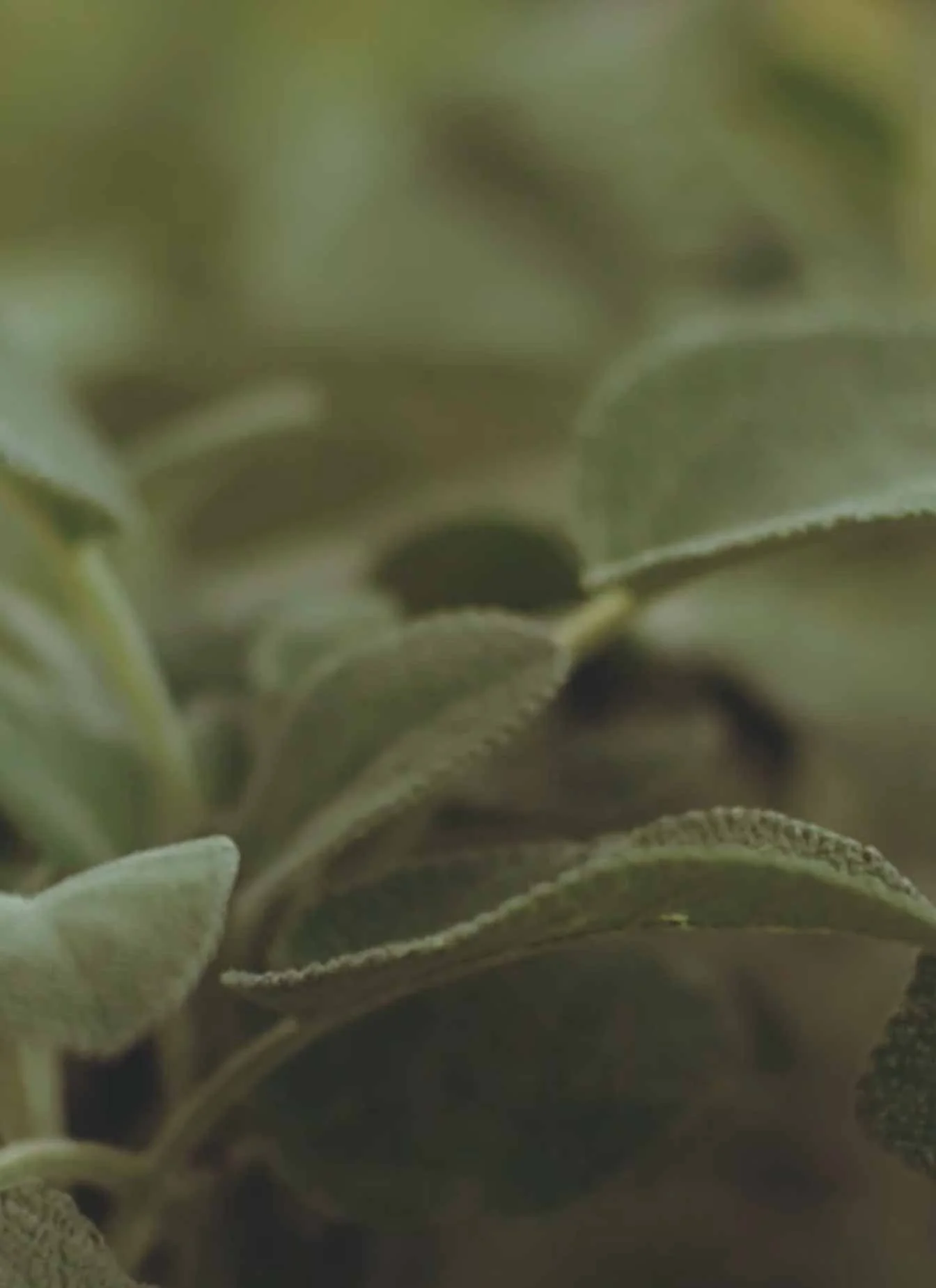 MobileHeader.jpg