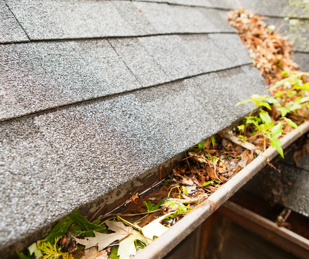 Close-up of a roof gutter filled with leaves, twigs, and water, with a shingled roof above and some plants growing at the edge.