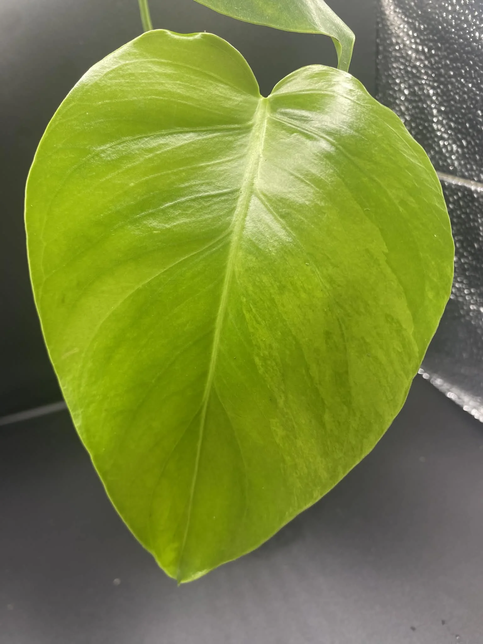 Monstera Aurea