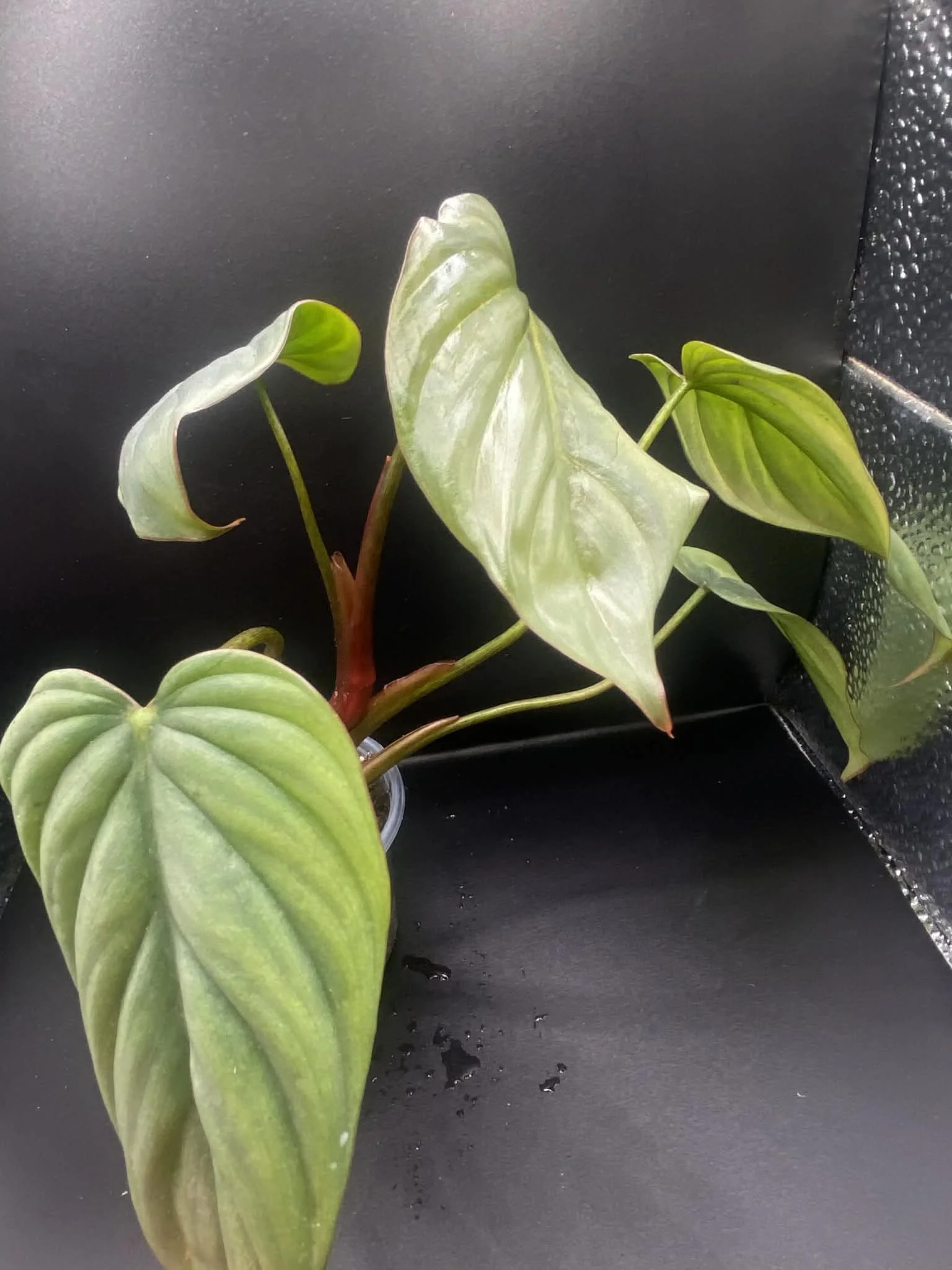 Philodendron SP Colombia