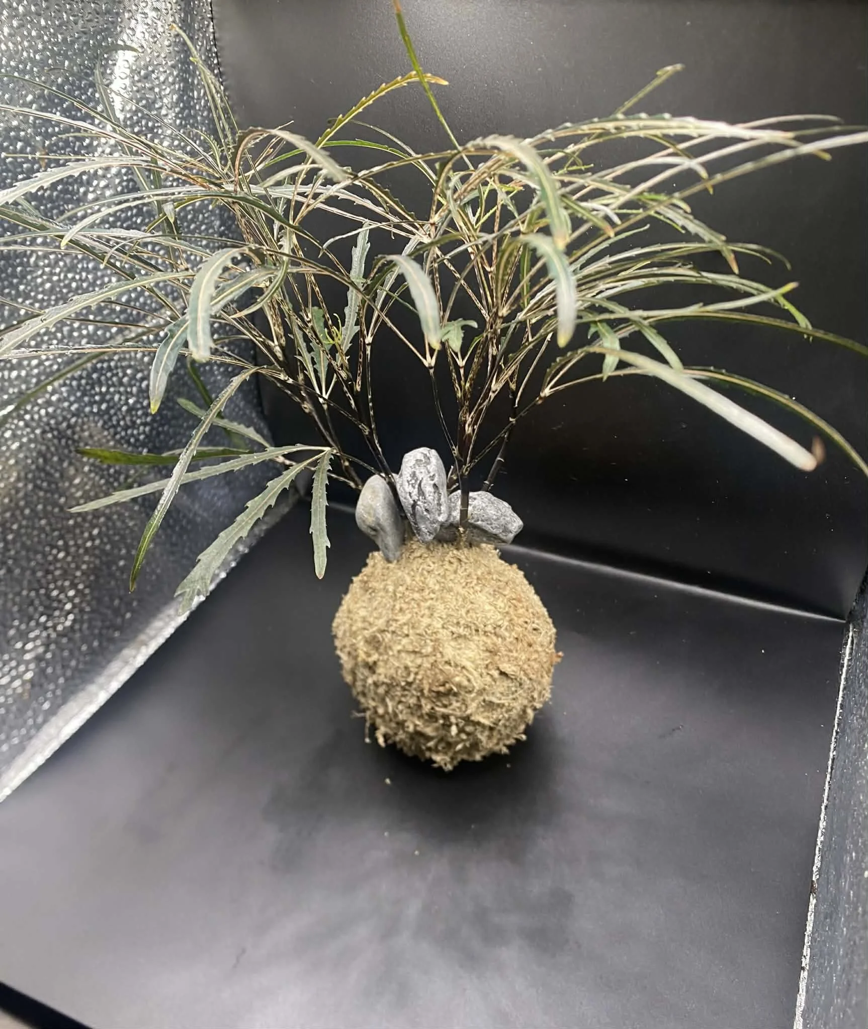 Aralia Elegantissima Kokedama