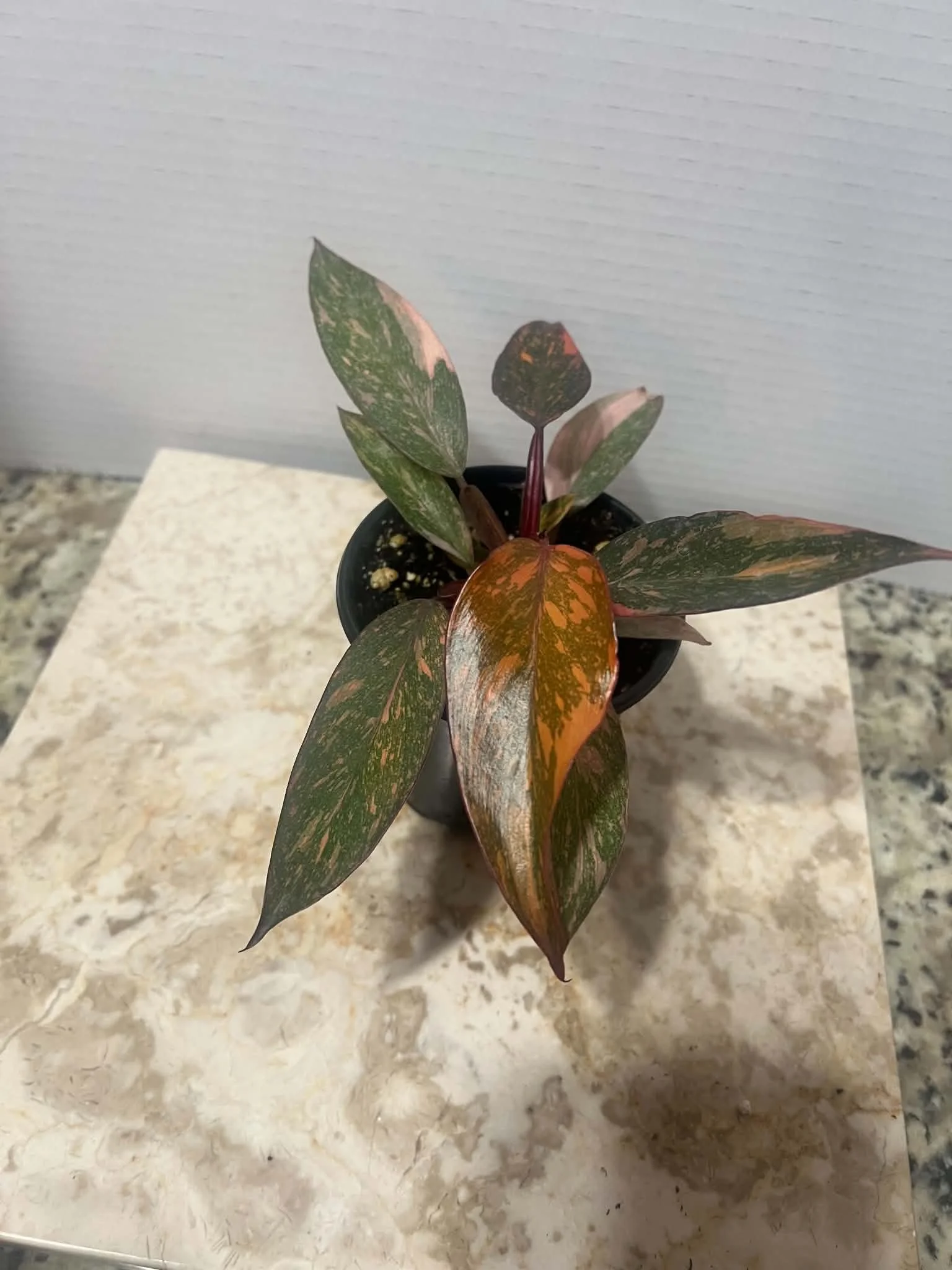 Philodendron orange princess