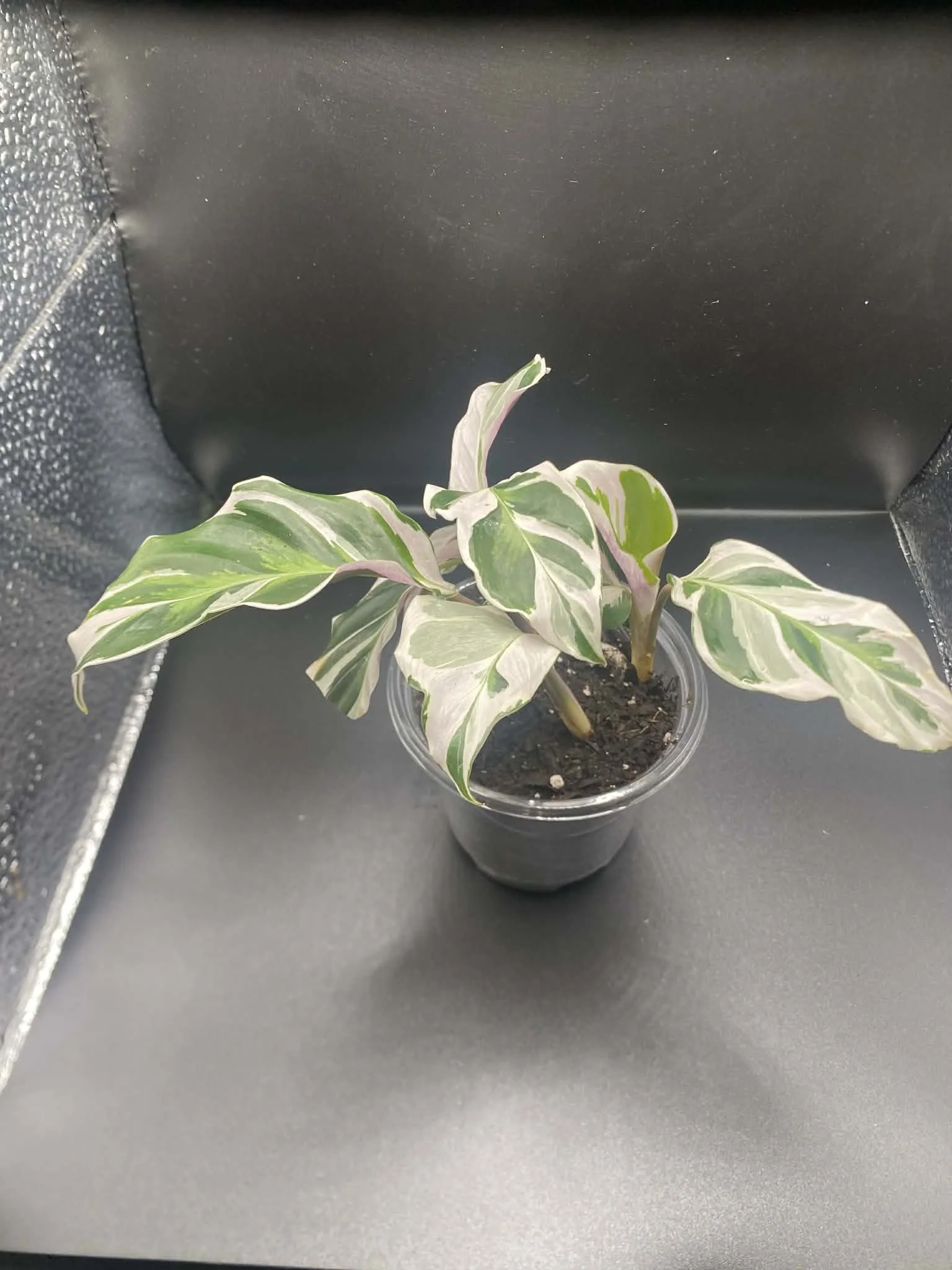 Calathea White Fusion